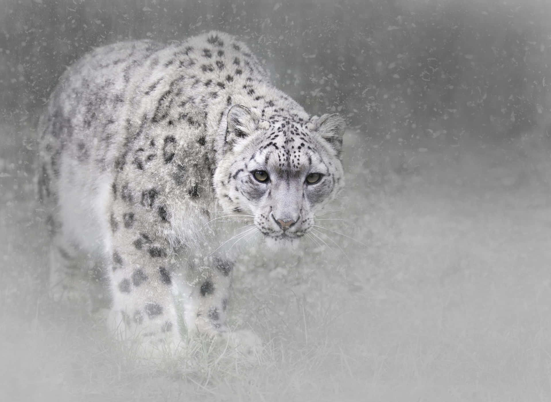 Majestic Snow Leopard Flanking A Rock Outcropping Background