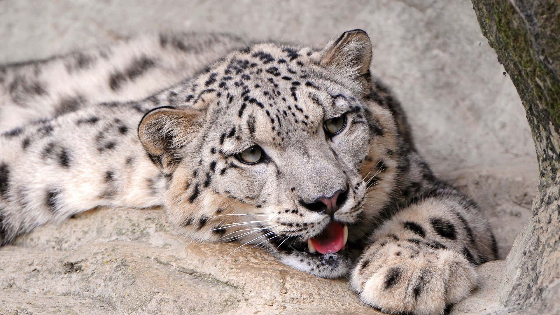 Majestic Snow Leopard In Its Natural Habitat Background