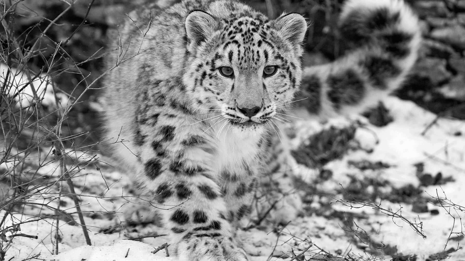 Majestic Snow Leopard Roaming The Mountains Background