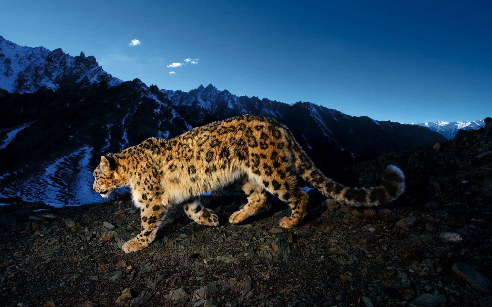 Majestic Snow Leopard Roaming The Snowy Mountains Background