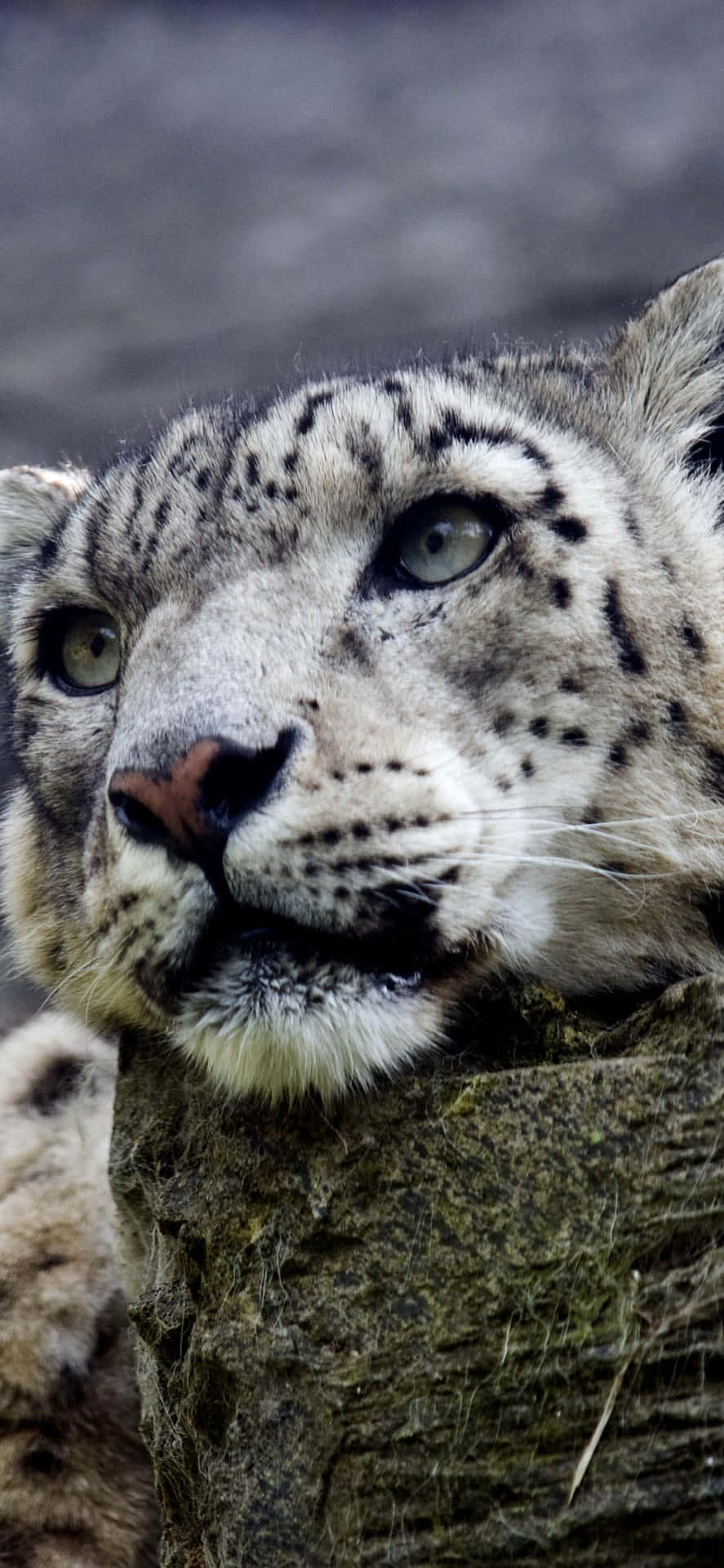 Majestic Snow Leopard Set Against The Backdrop Of A Cold Winter Day. Background