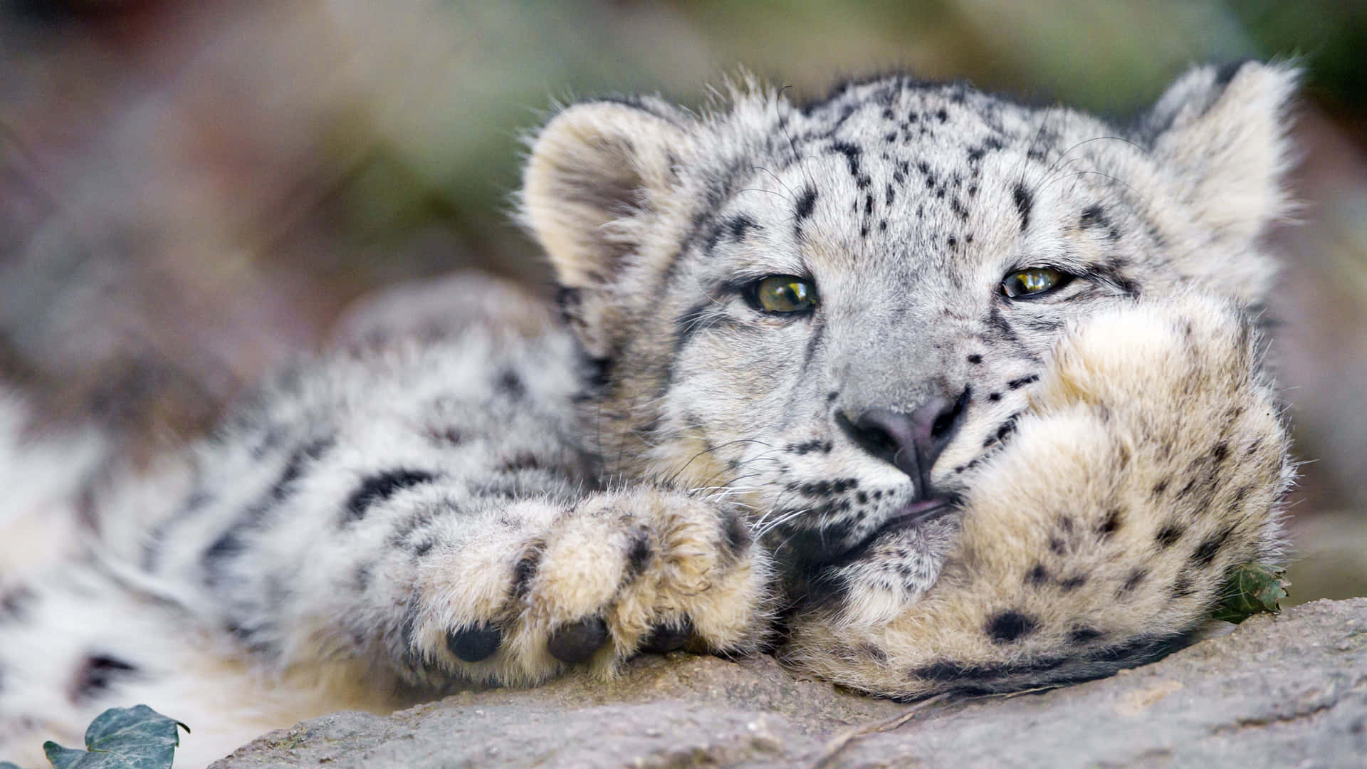 Majestic Snow Leopard Soaring Across Peruvian Mountains Background