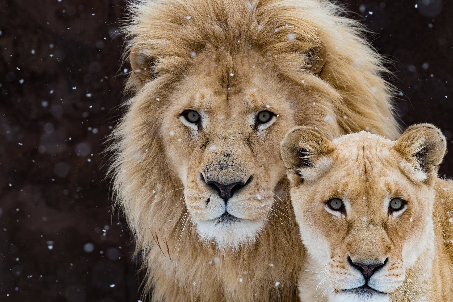 Majestic Snowy Lion Displayed On Laptop Background