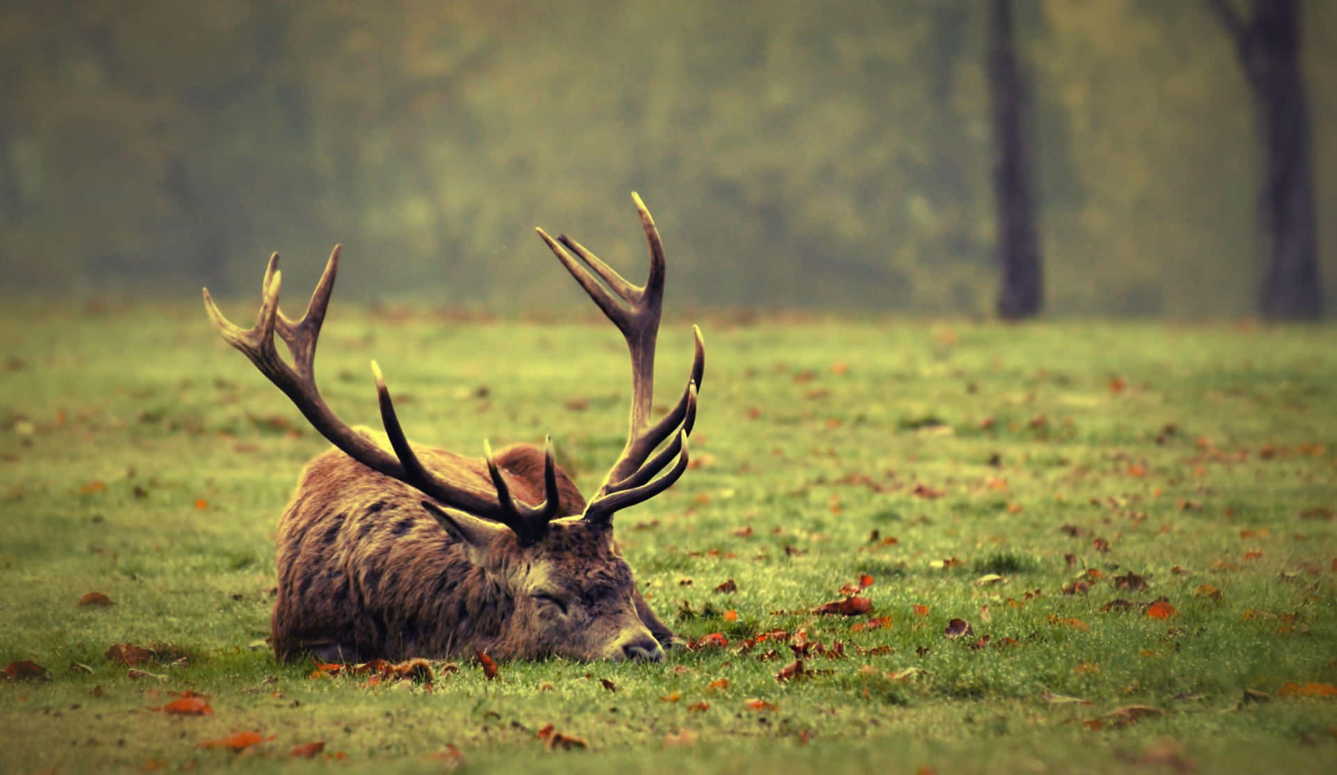 Majestic Stag Restingin Meadow Background