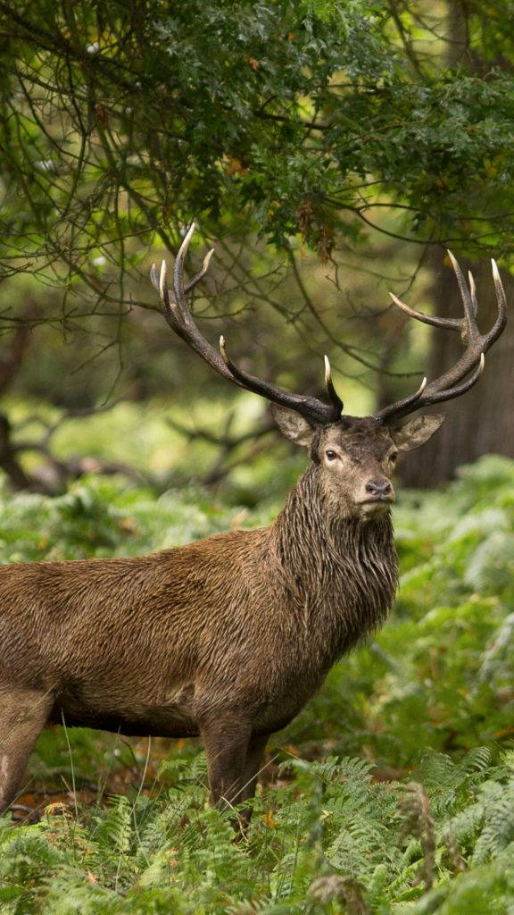 Majestic Stag Wild Animal Background