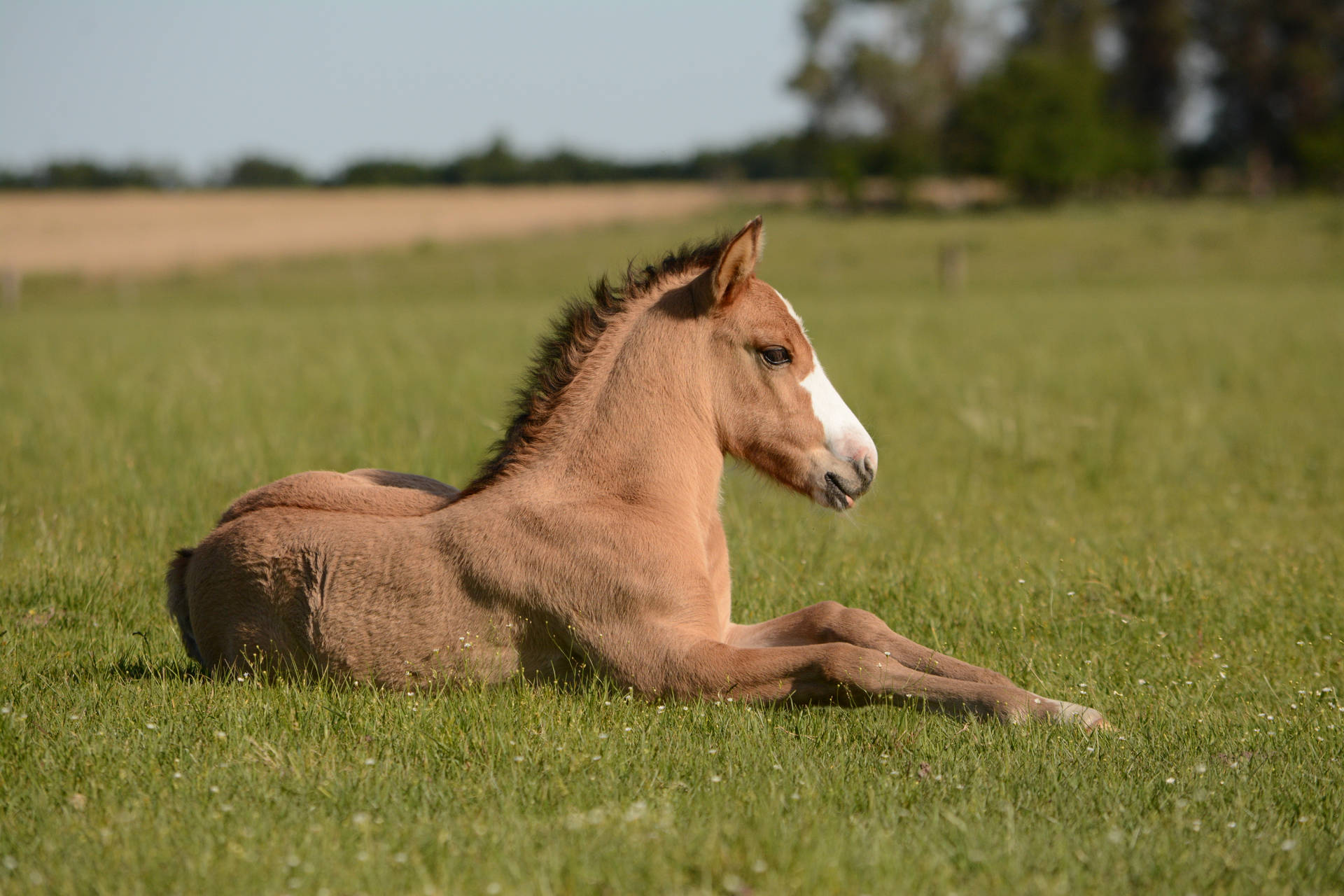 Majestic Stallion At Dawn Background