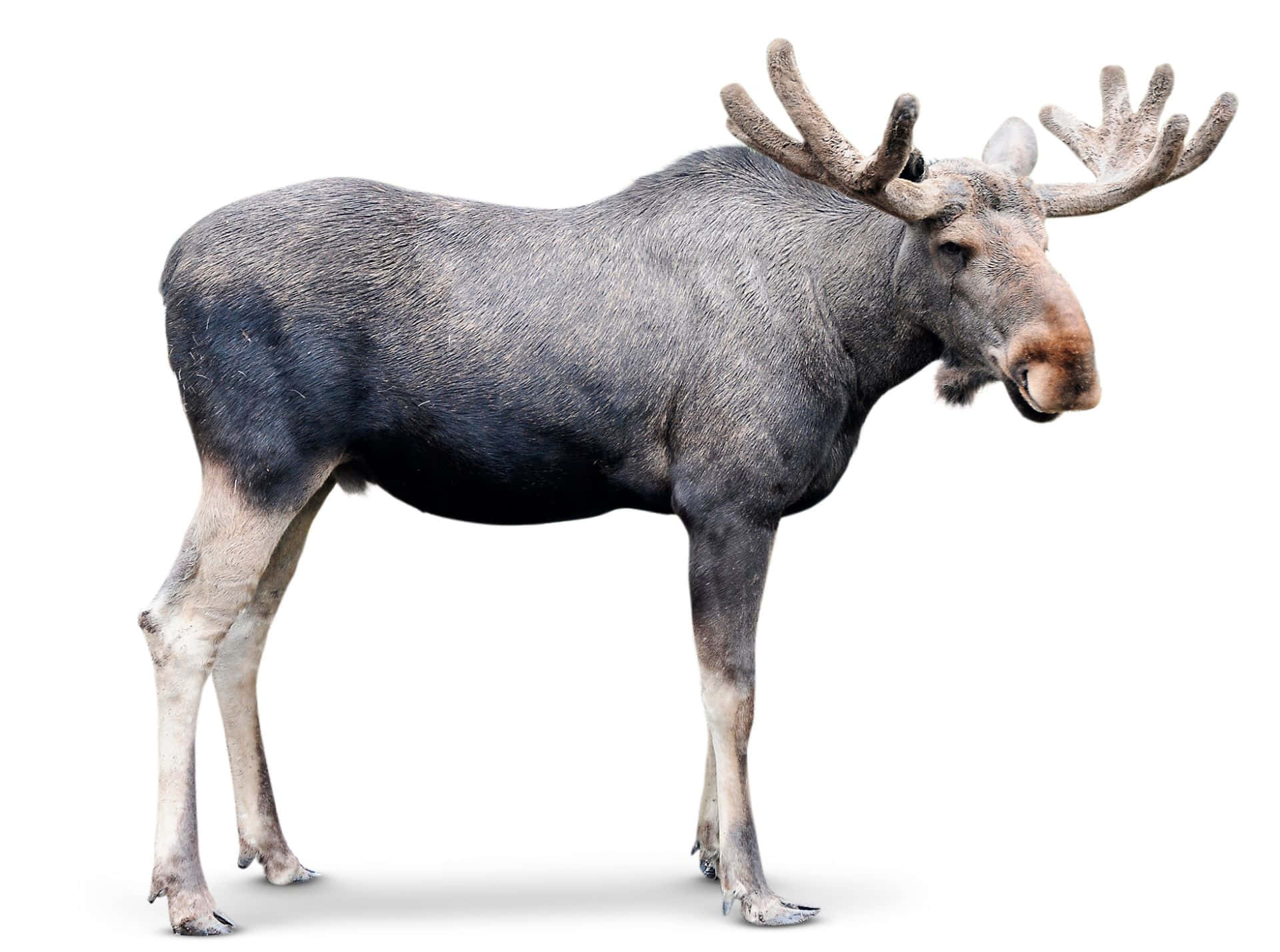 Majestic Standing Moose Isolated