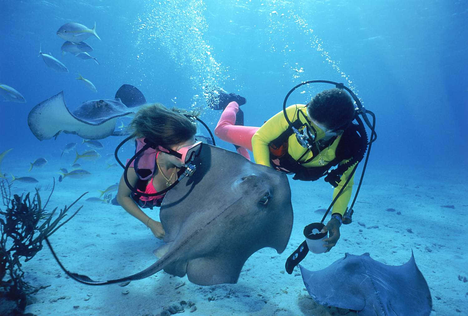 Majestic Stingray Glide Underwater Background