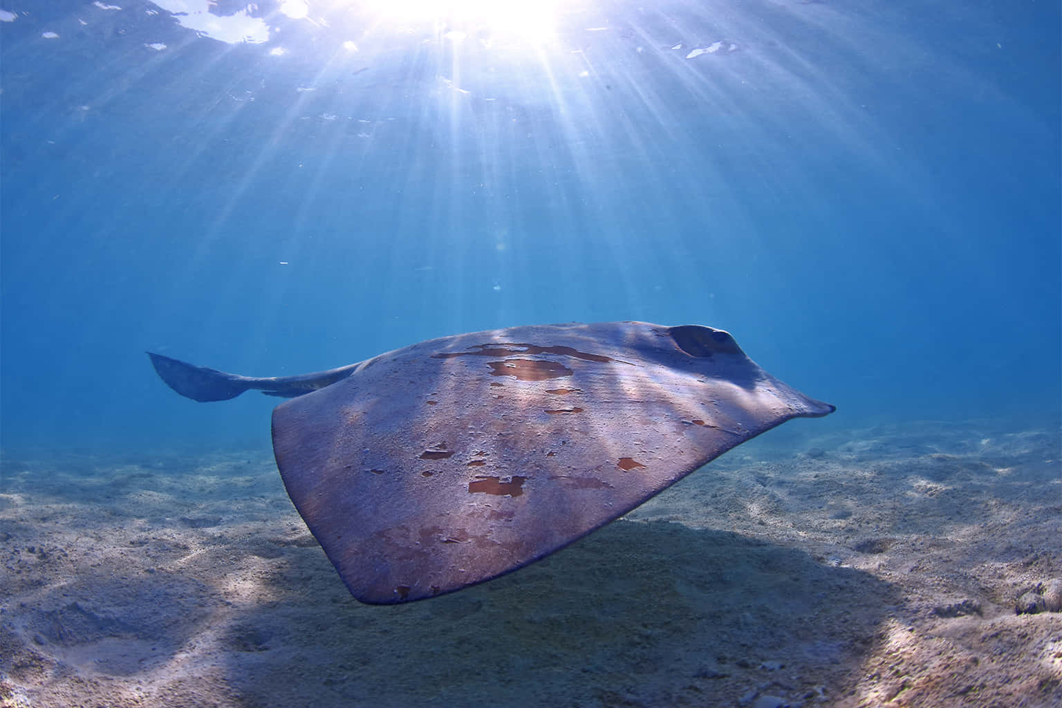 Majestic Stingray Glides Through Clear Ocean. Background