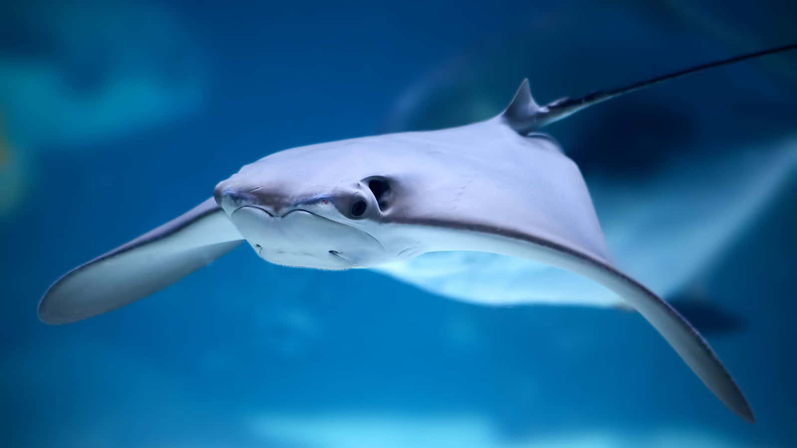 Majestic Stingray Gliding In Clear Blue Water Background