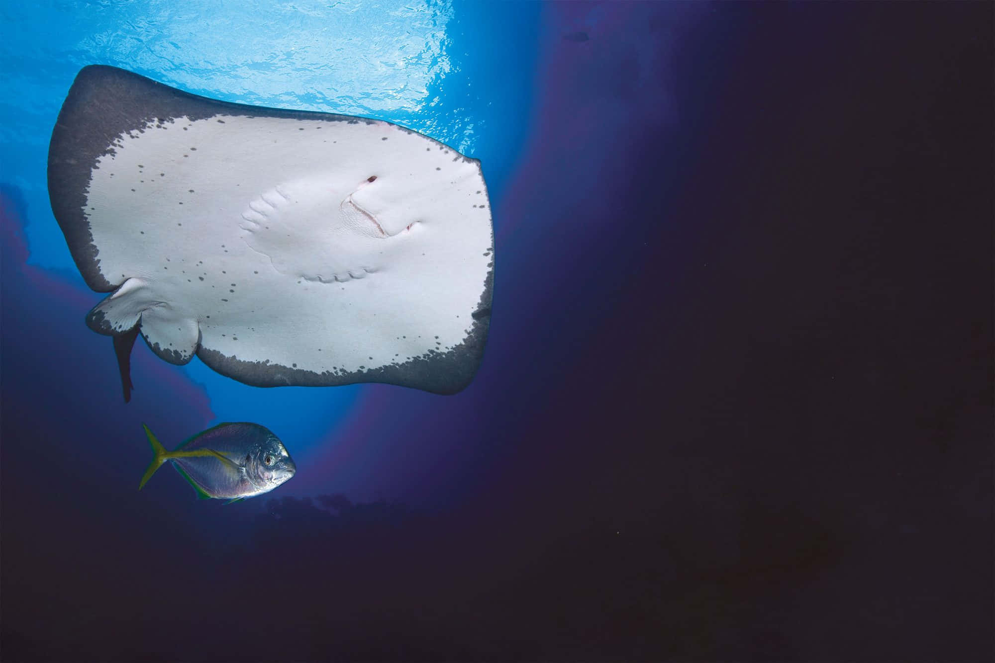 Majestic Stingray Gliding In Crystal Clear Water