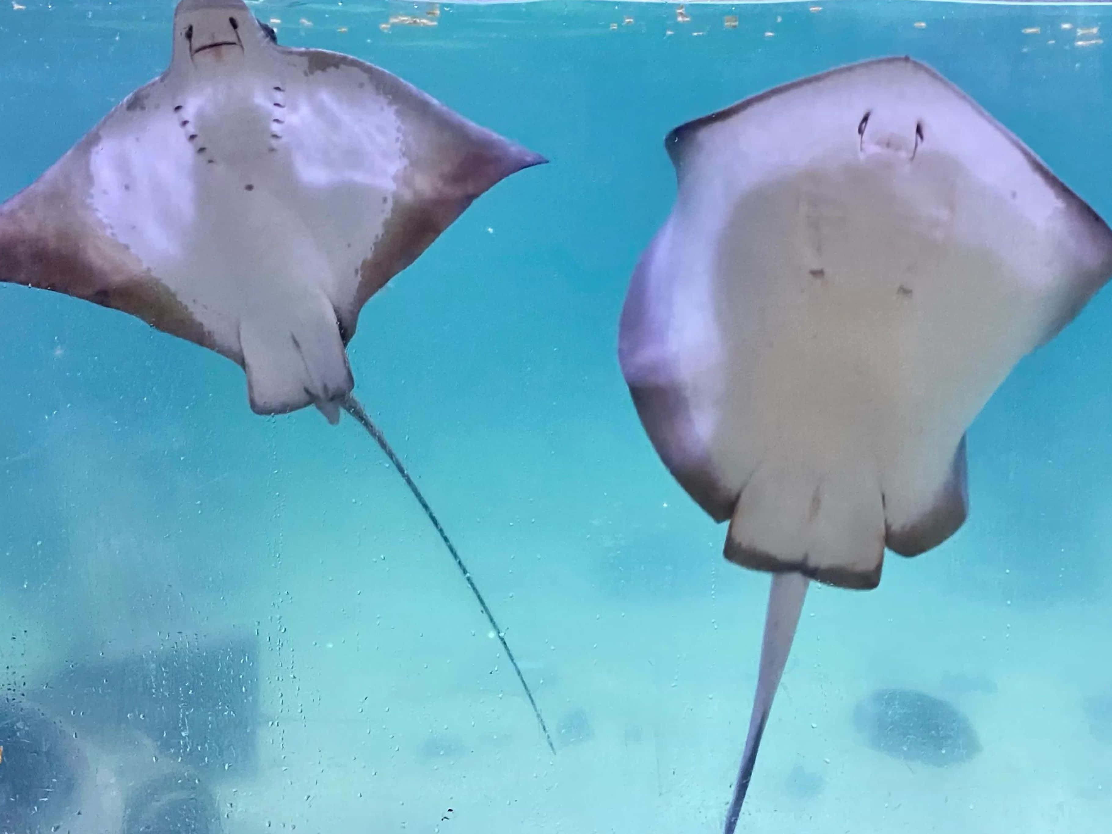 Majestic Stingray In Crystal Clear Waters Background