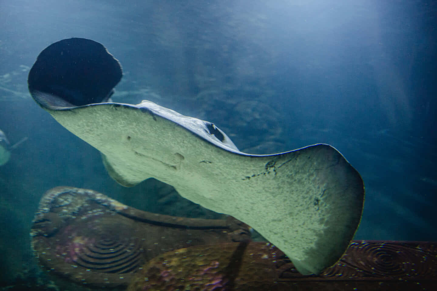 Majestic Stingray In Deep Blue Sea Background