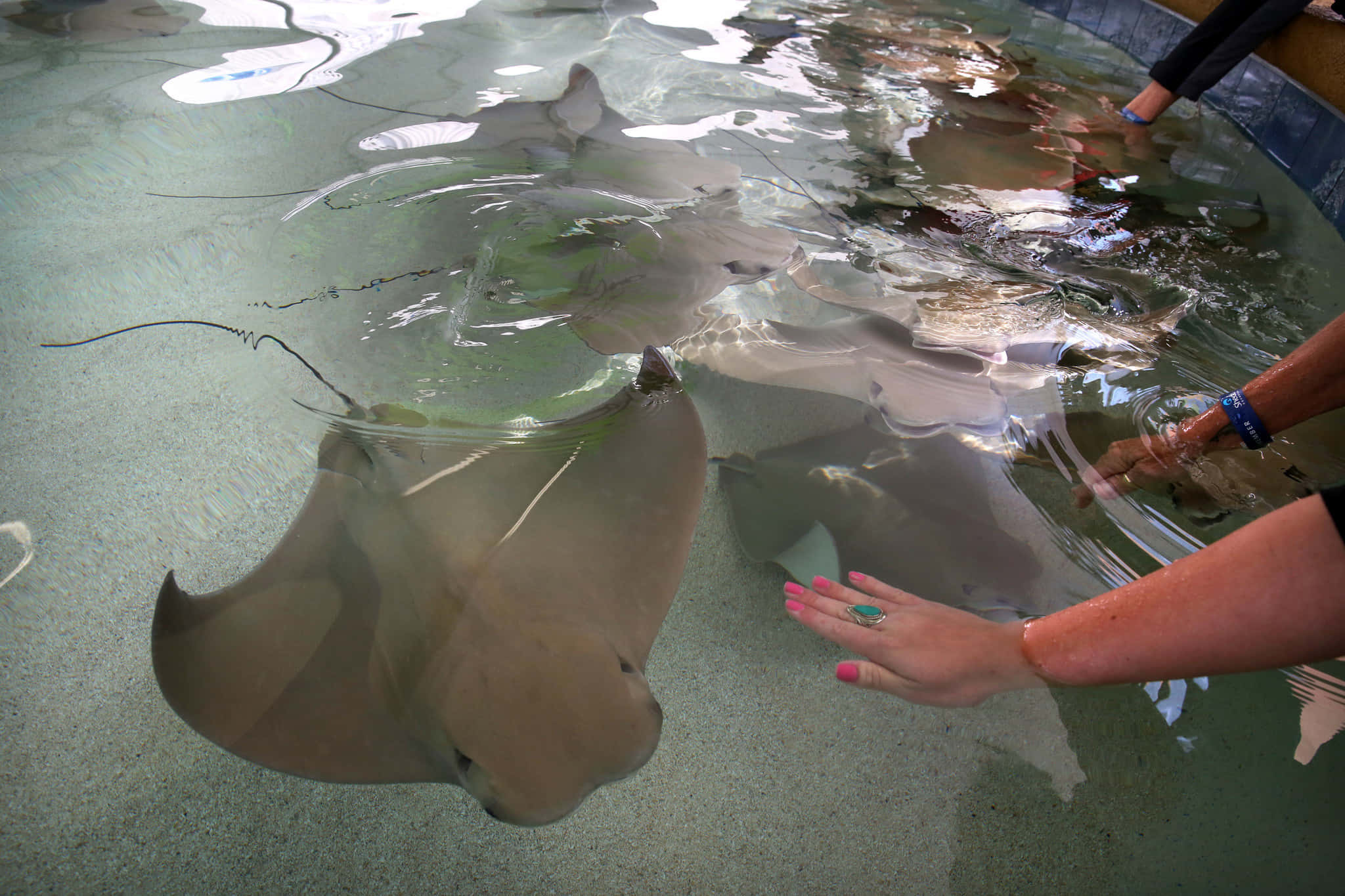 Majestic Stingray In Natural Habitat Background