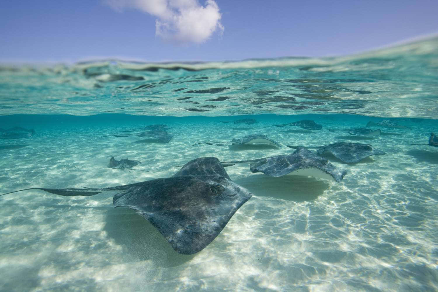 Majestic Stingray Swimming Gracefully Underwater