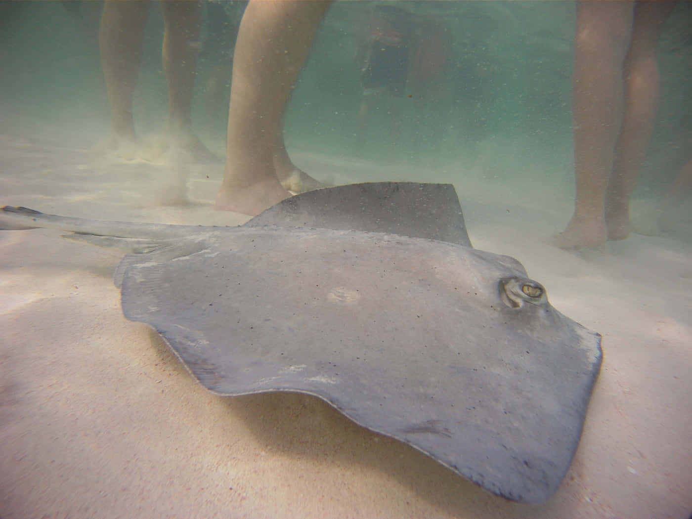 Majestic Stingray Swimming In Crystal Clear Water Background