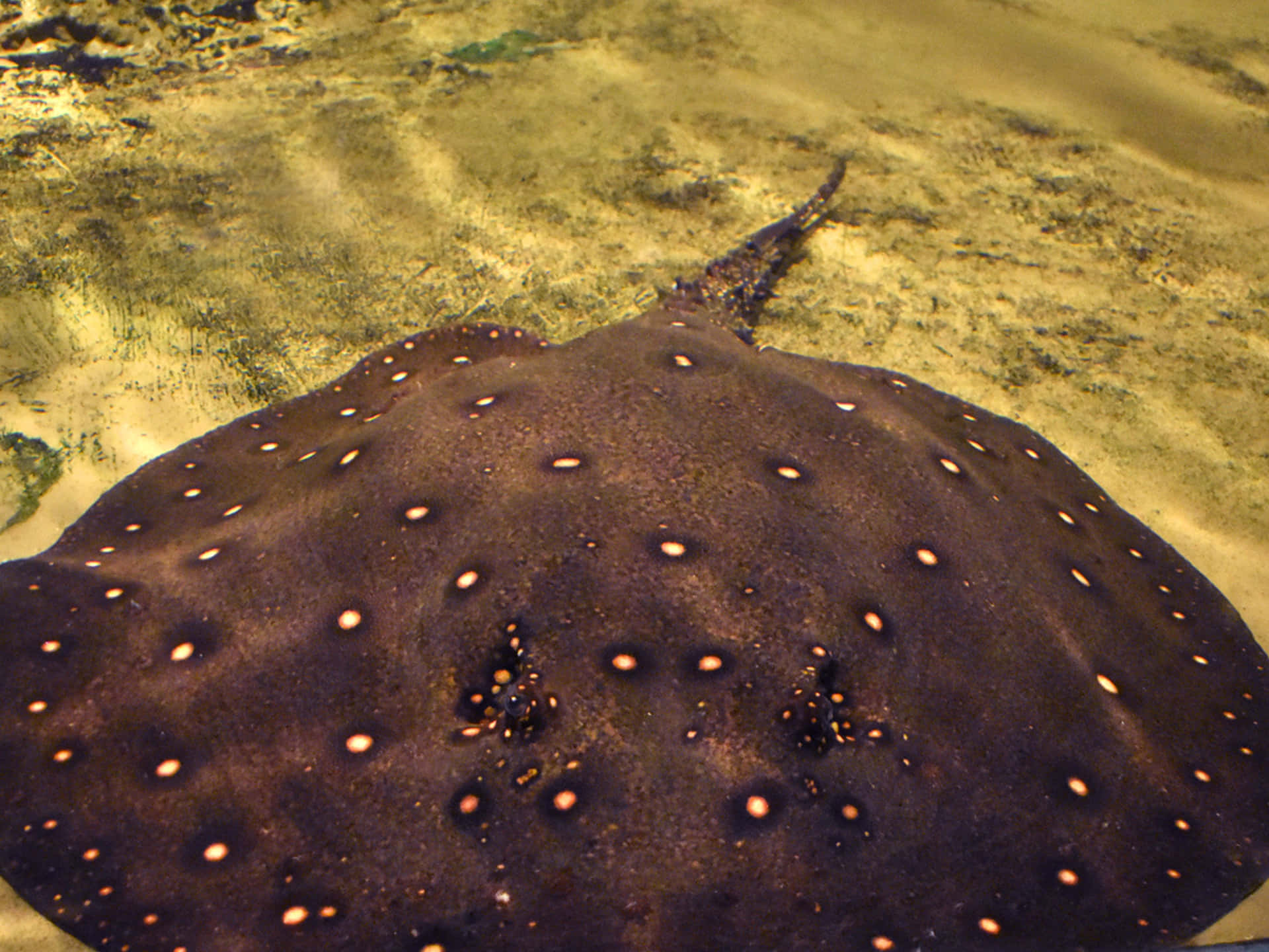 Majestic Stingray Swimming In Crystal Clear Waters Background