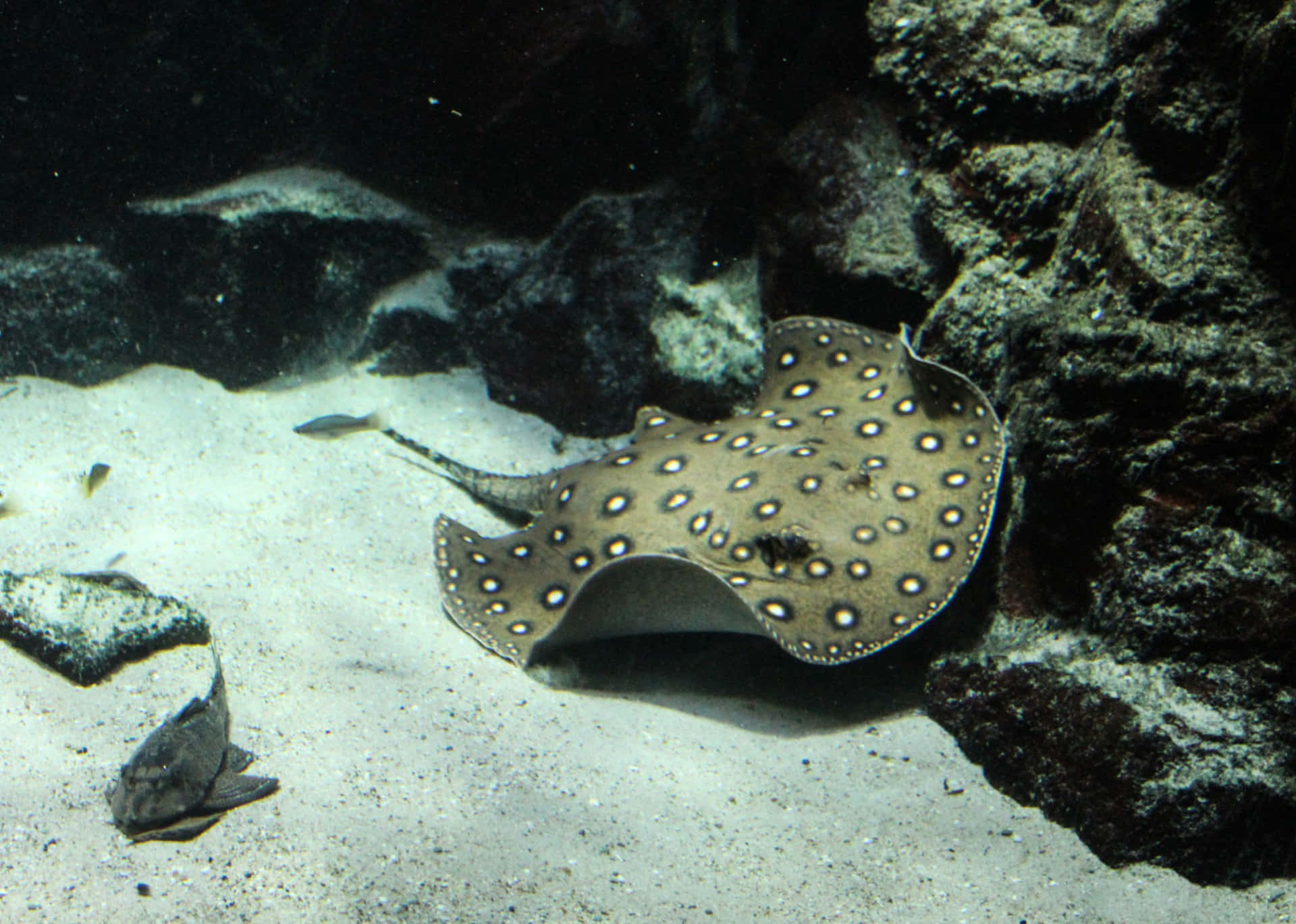 Majestic Stingray Swimming In Ocean Depths Background