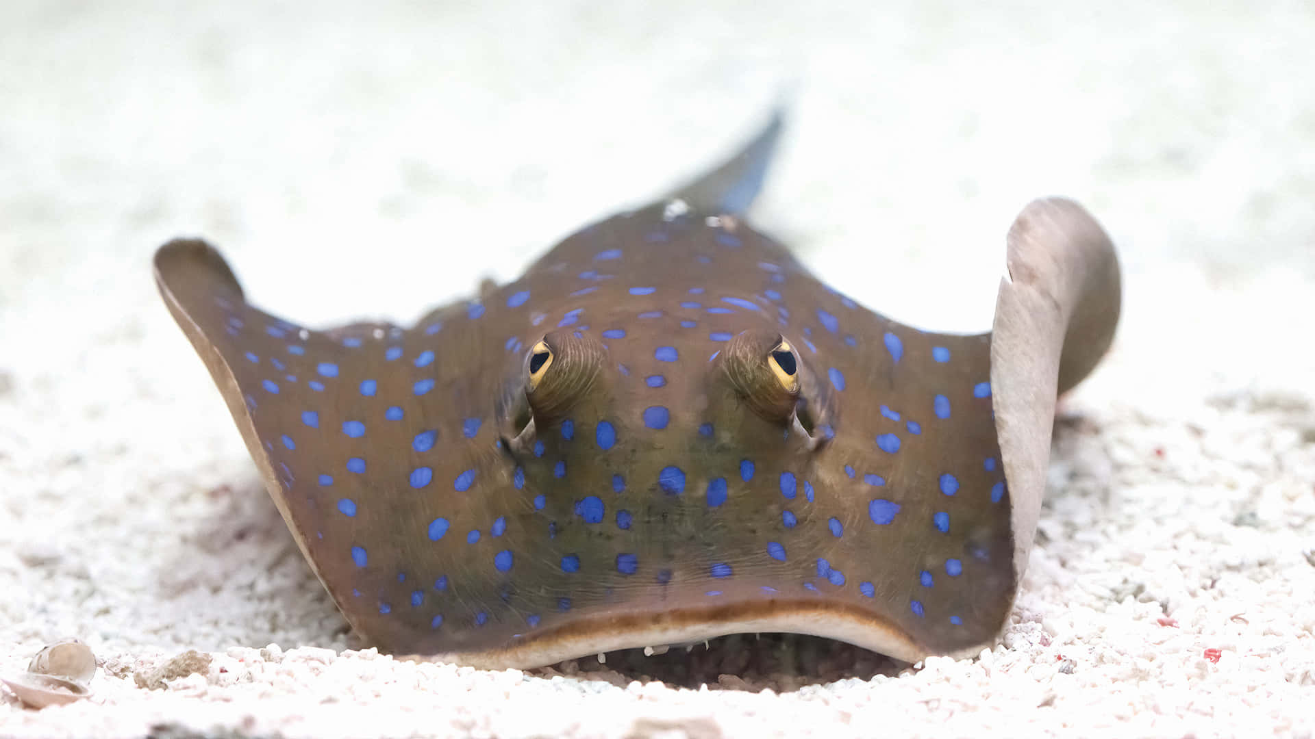 Majestic Stingray Swims In Crystal Clear Water Background