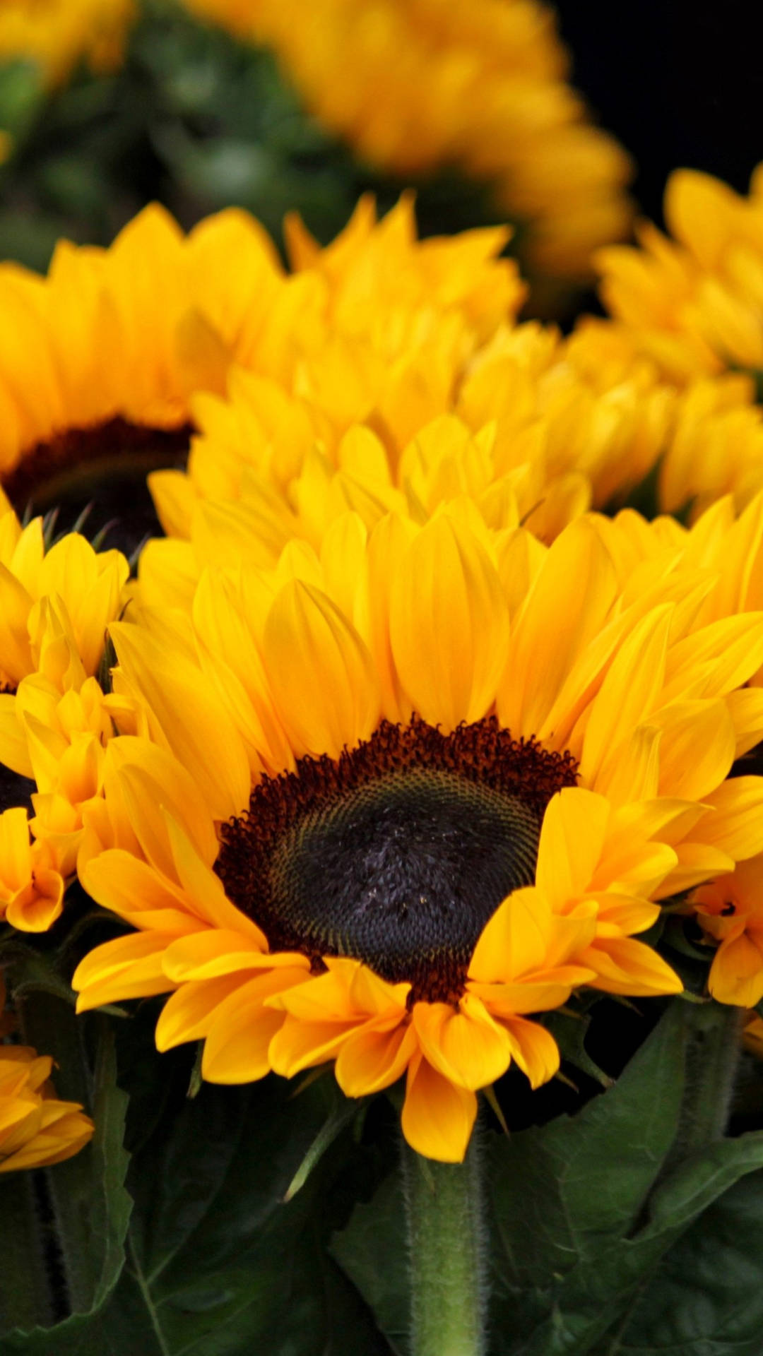 Majestic Sunflowers And Roses Arrangement Background