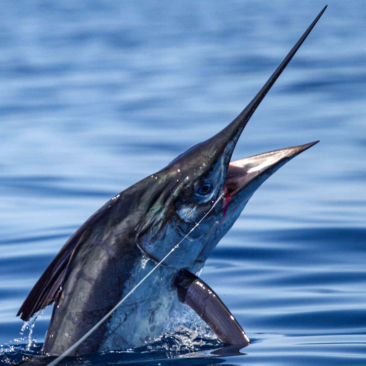 Majestic Swordfish Emerging From Water.jpg Background