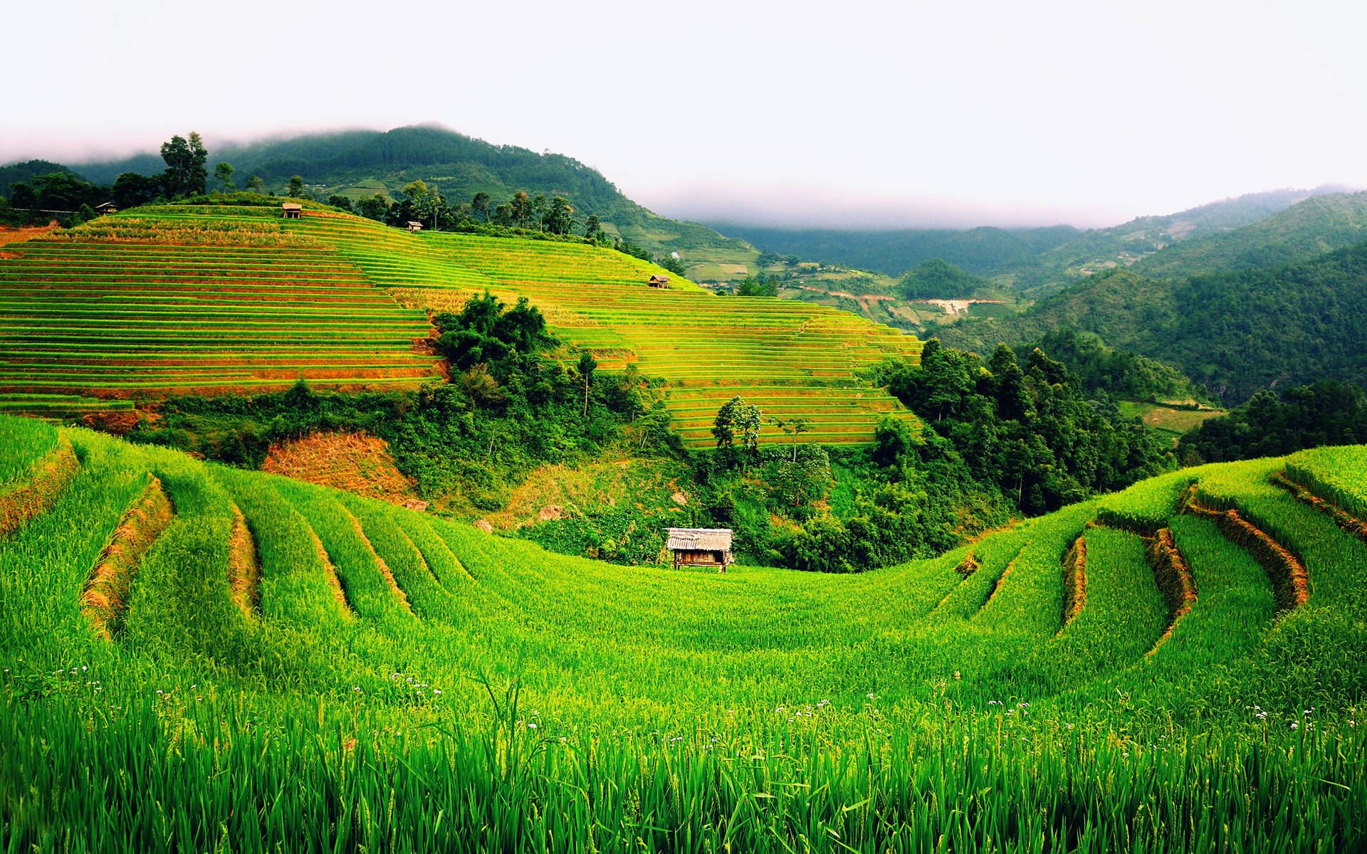 Majestic Terraced Rice Fields In Vietnam Background
