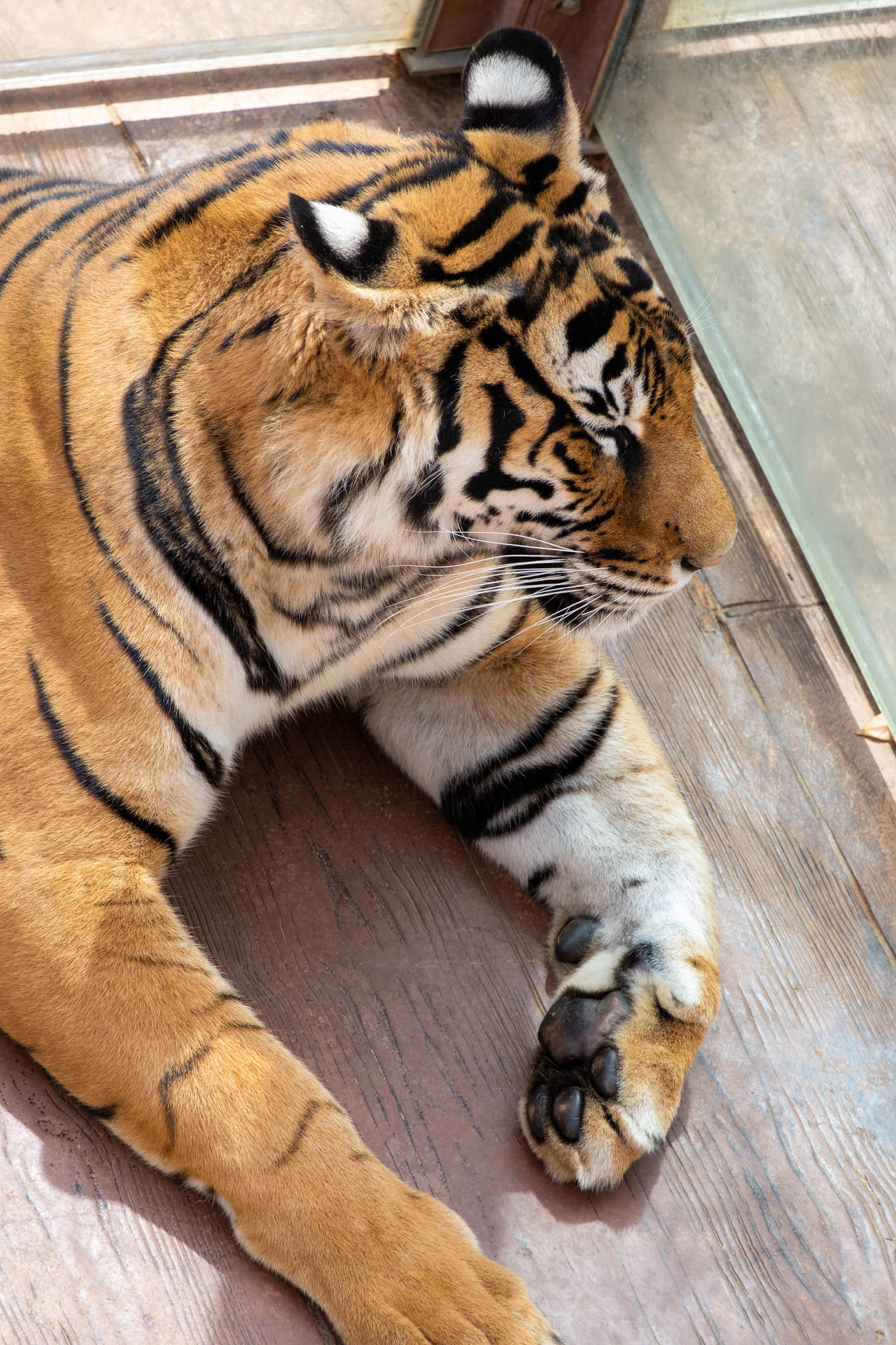 Majestic Tiger Iphone Wallpaper Background