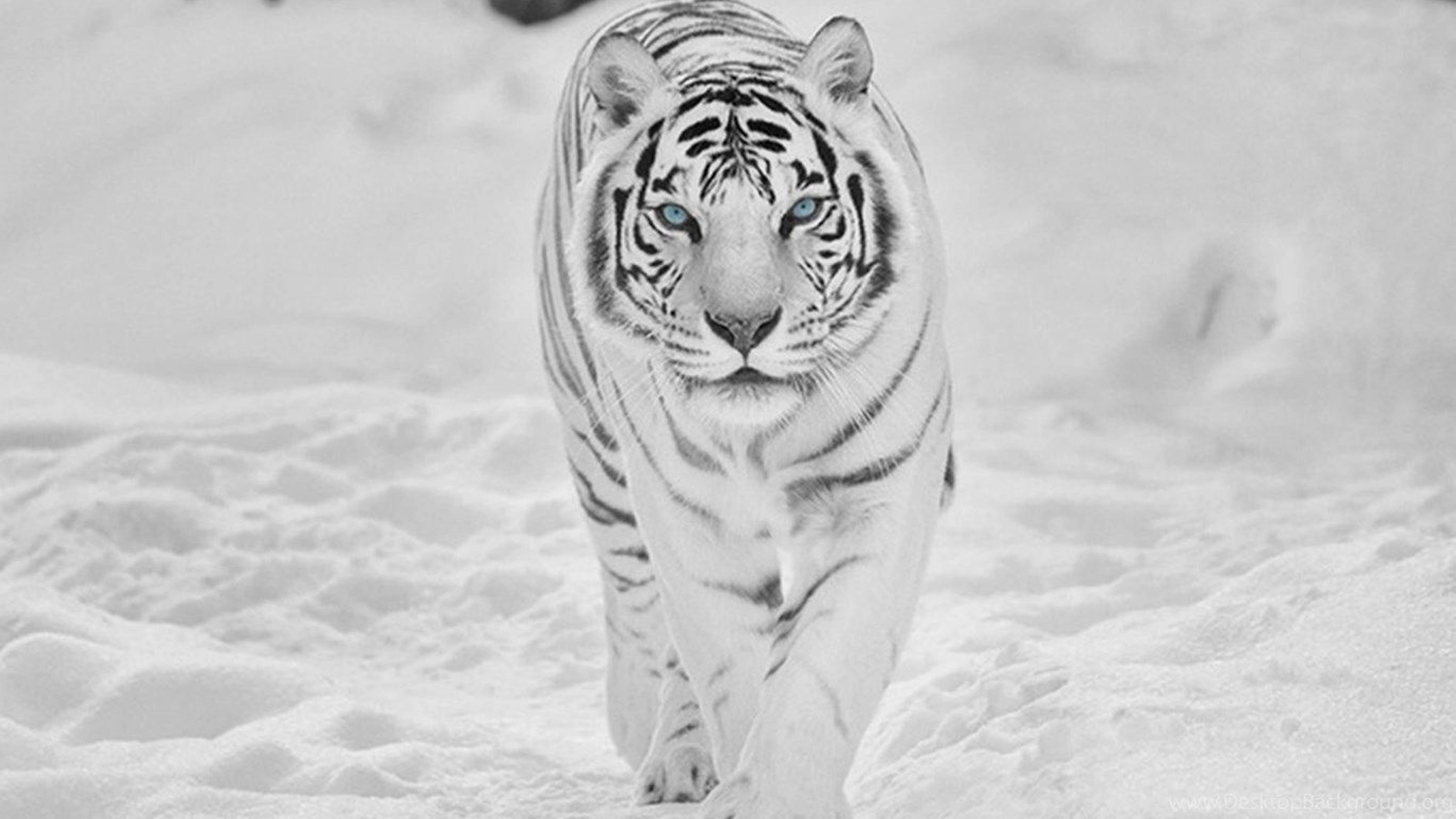 Majestic Tiger Roaming In Snowy Wilderness - 8k Uhd Picture Background