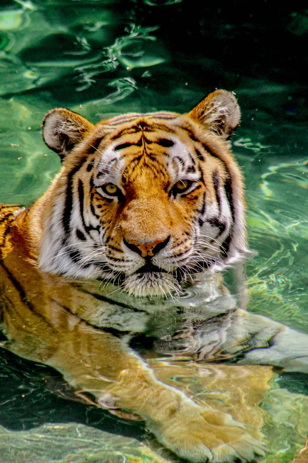 Majestic Tiger Submerged In Water Iphone Wallpaper Background