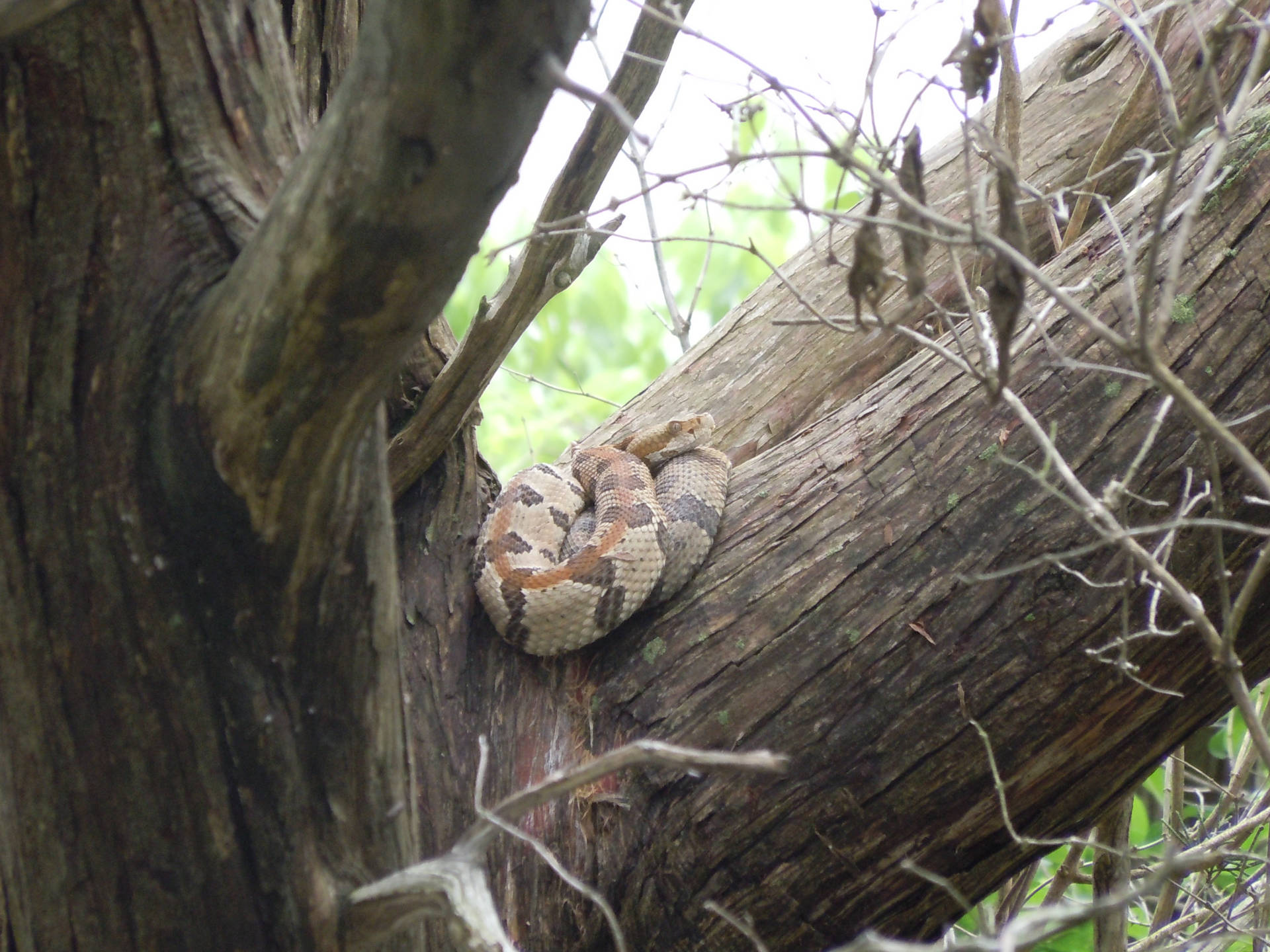 Majestic Timber Rattler Snake Coiled On A Large Tree. Background