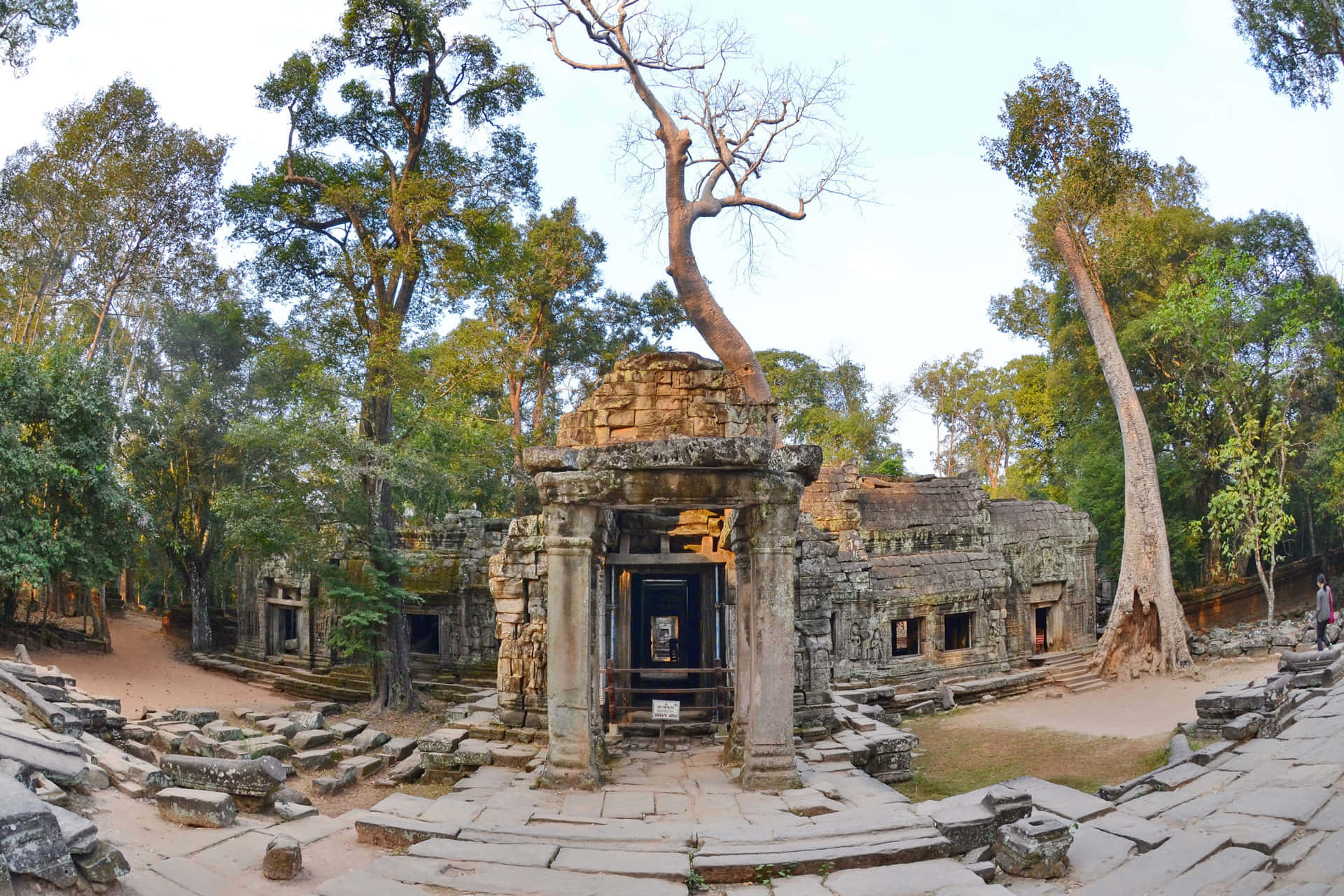 Majestic Trees Growing On Historical Angkor Thom Ruins Background
