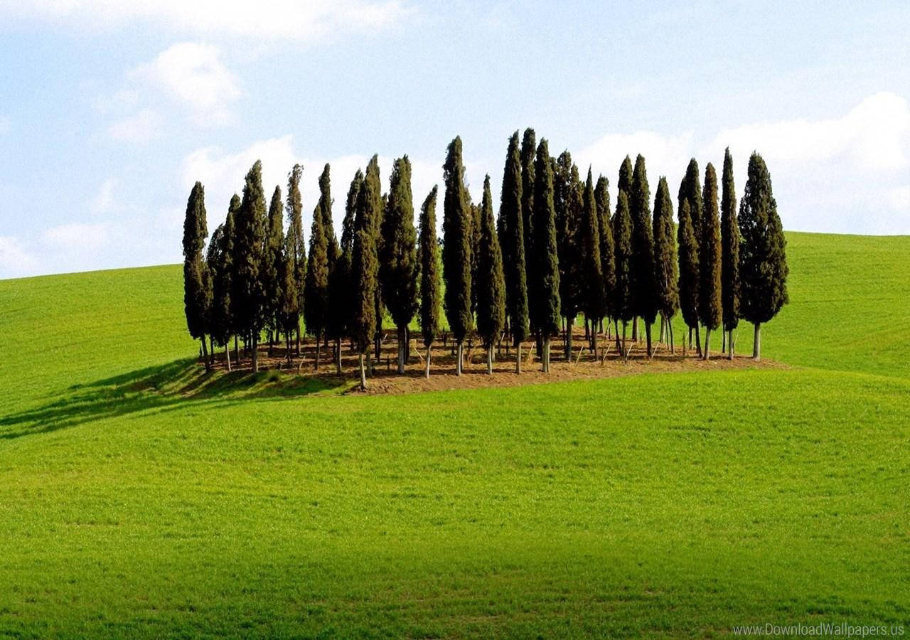 Majestic Trees In Tuscany Italy Background