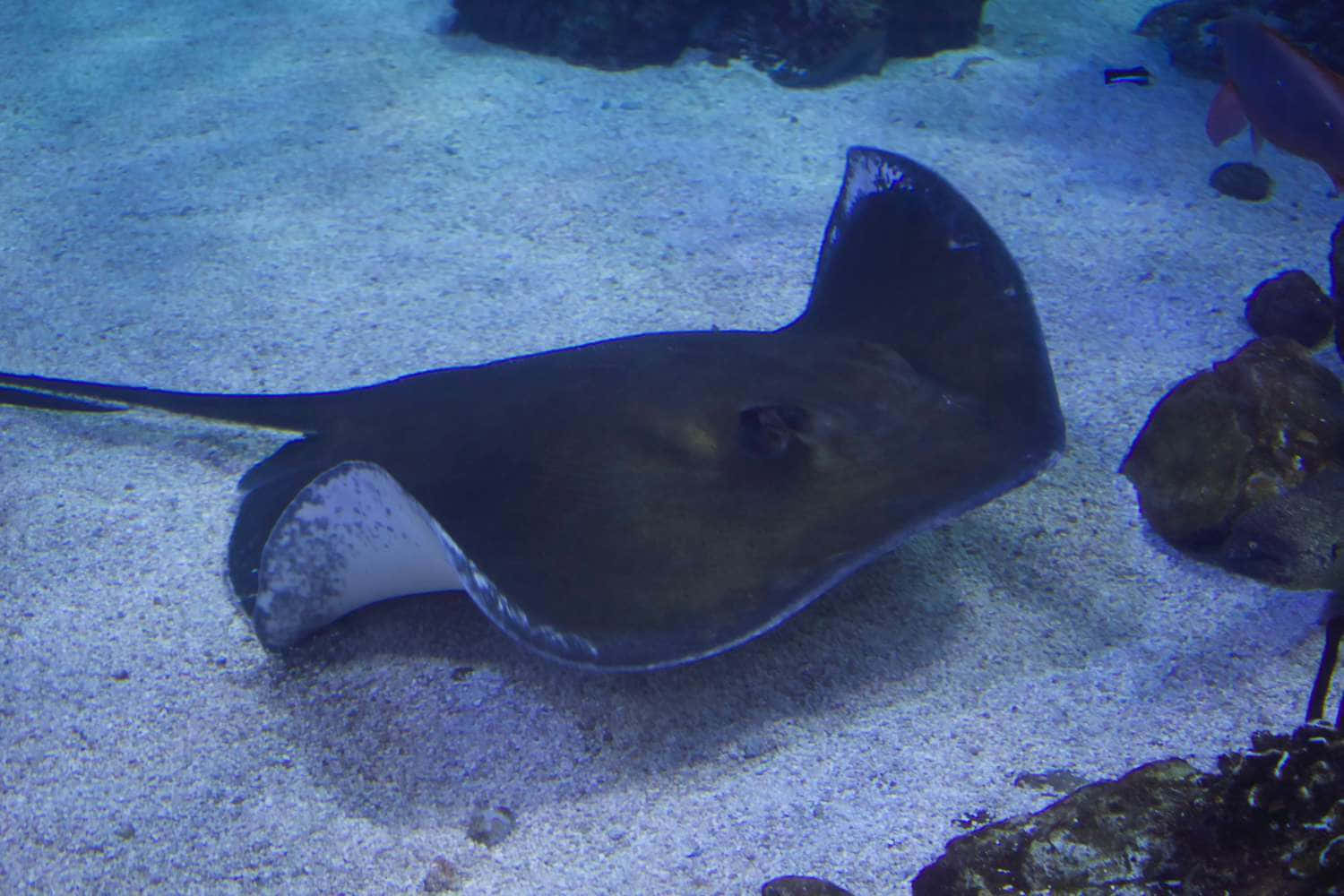 Majestic Underwater Creatures: Hovering Stingray