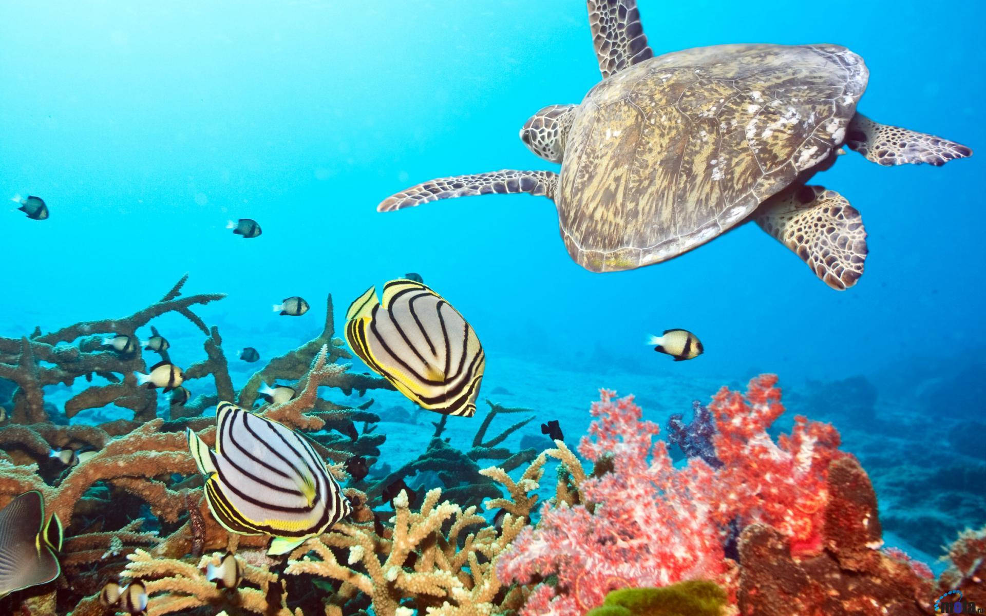 Majestic Underwater Journey Of A Sea Turtle Background