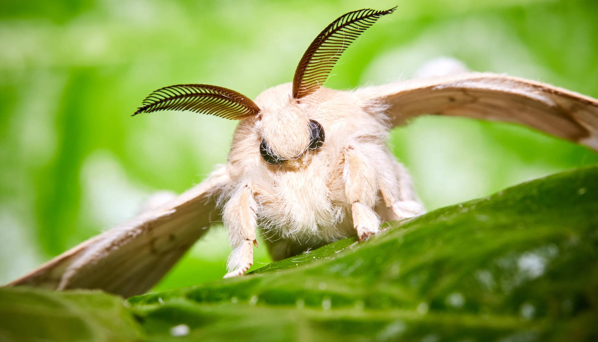 Majestic Venezuelan Poodle Silkmoth Perched On A Stick Background