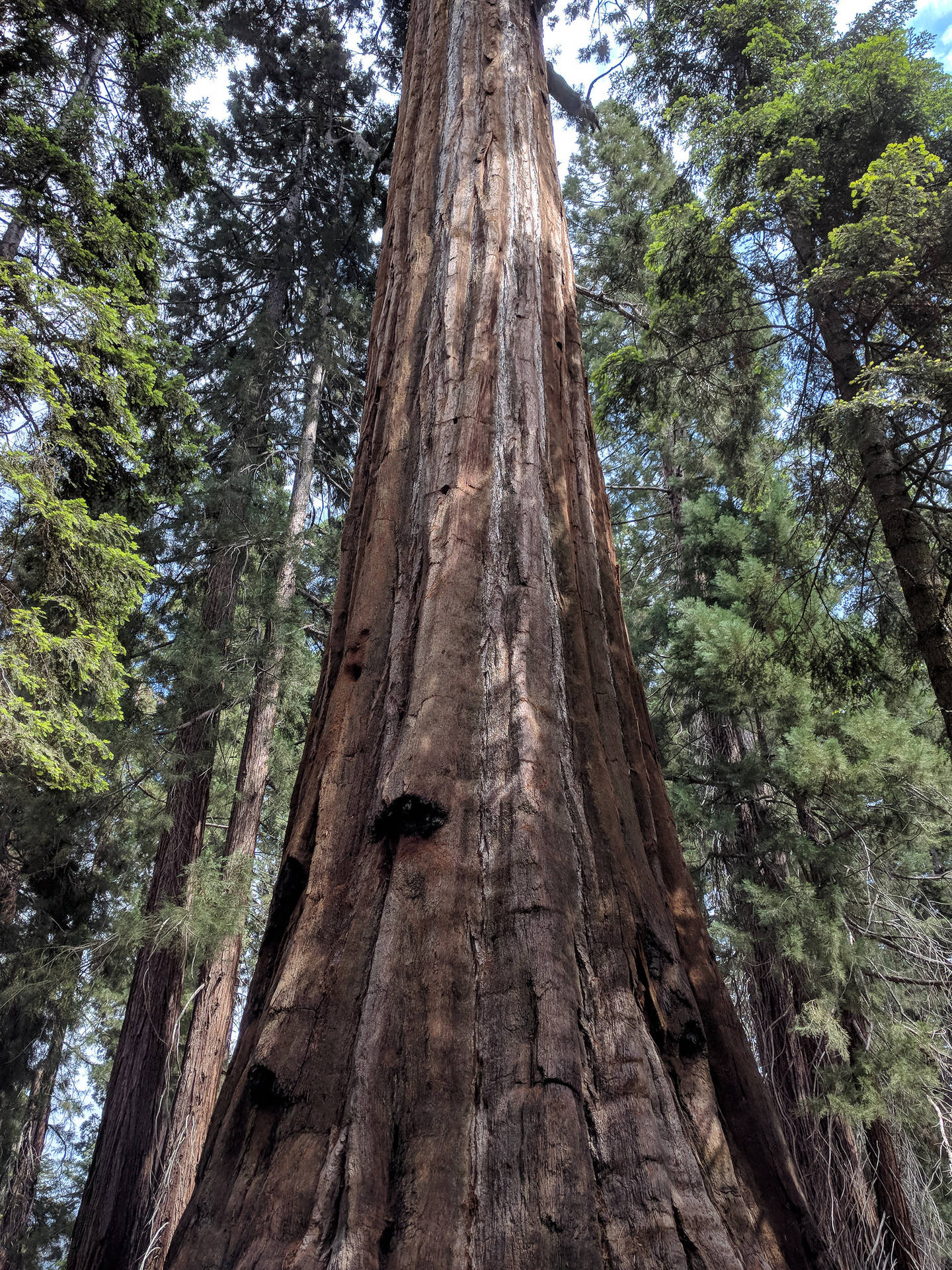 Majestic View Of A Thick Tree Trunk In Sequoia National Park Background