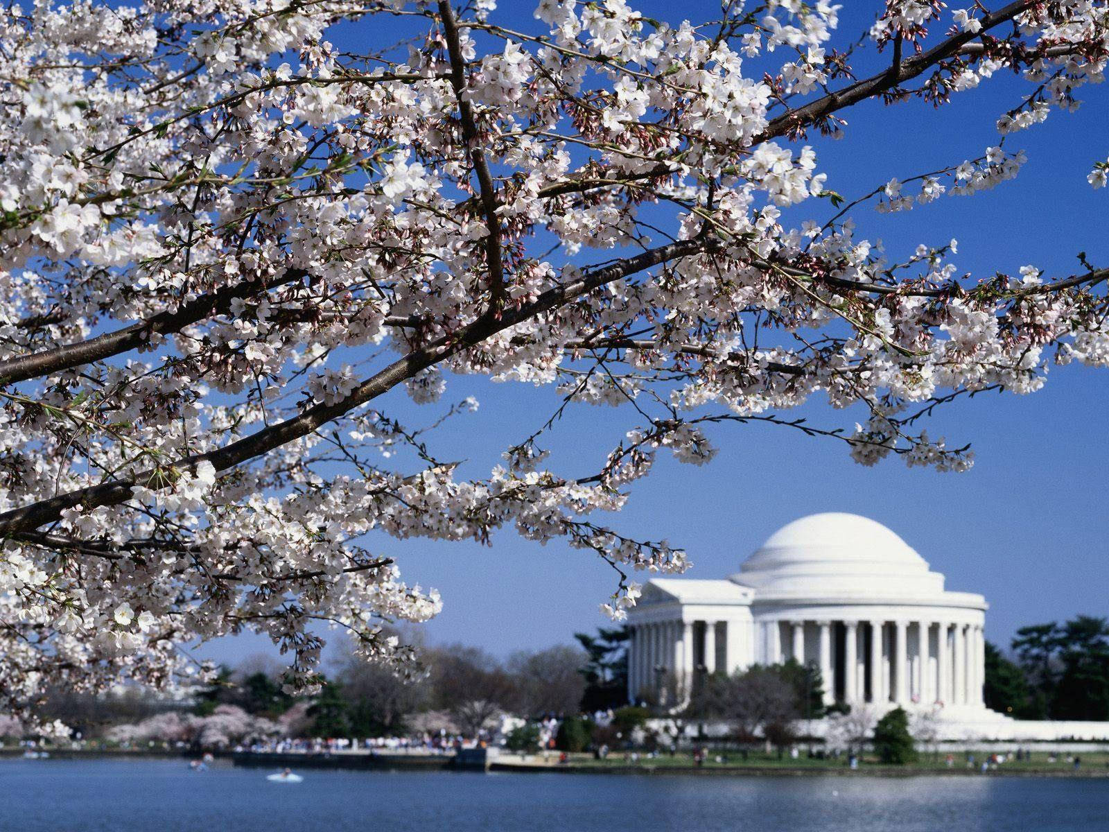 Majestic View Of Jefferson Memorial Amidst Cherry Blossoms