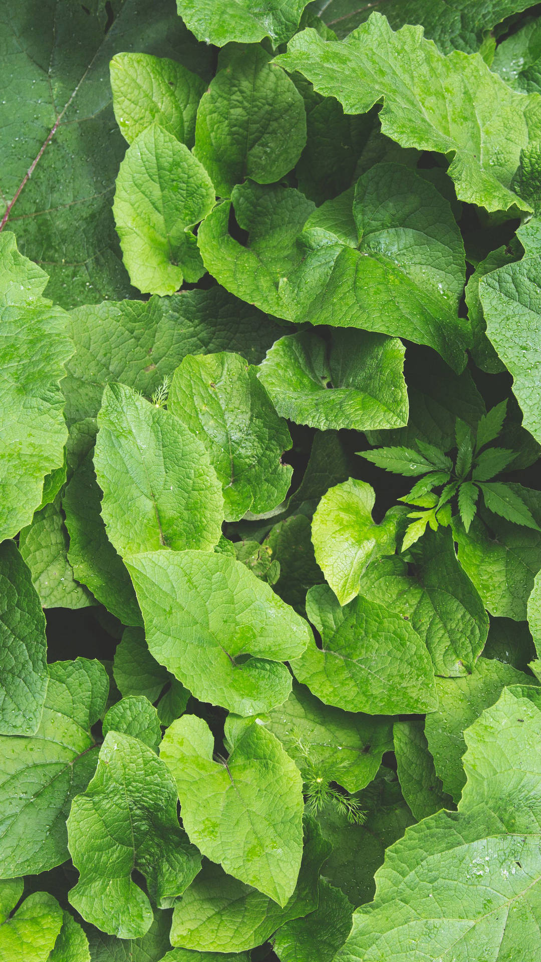 Majestic View Of Layered Hedge Garlic Mustard Plants In Full Bloom