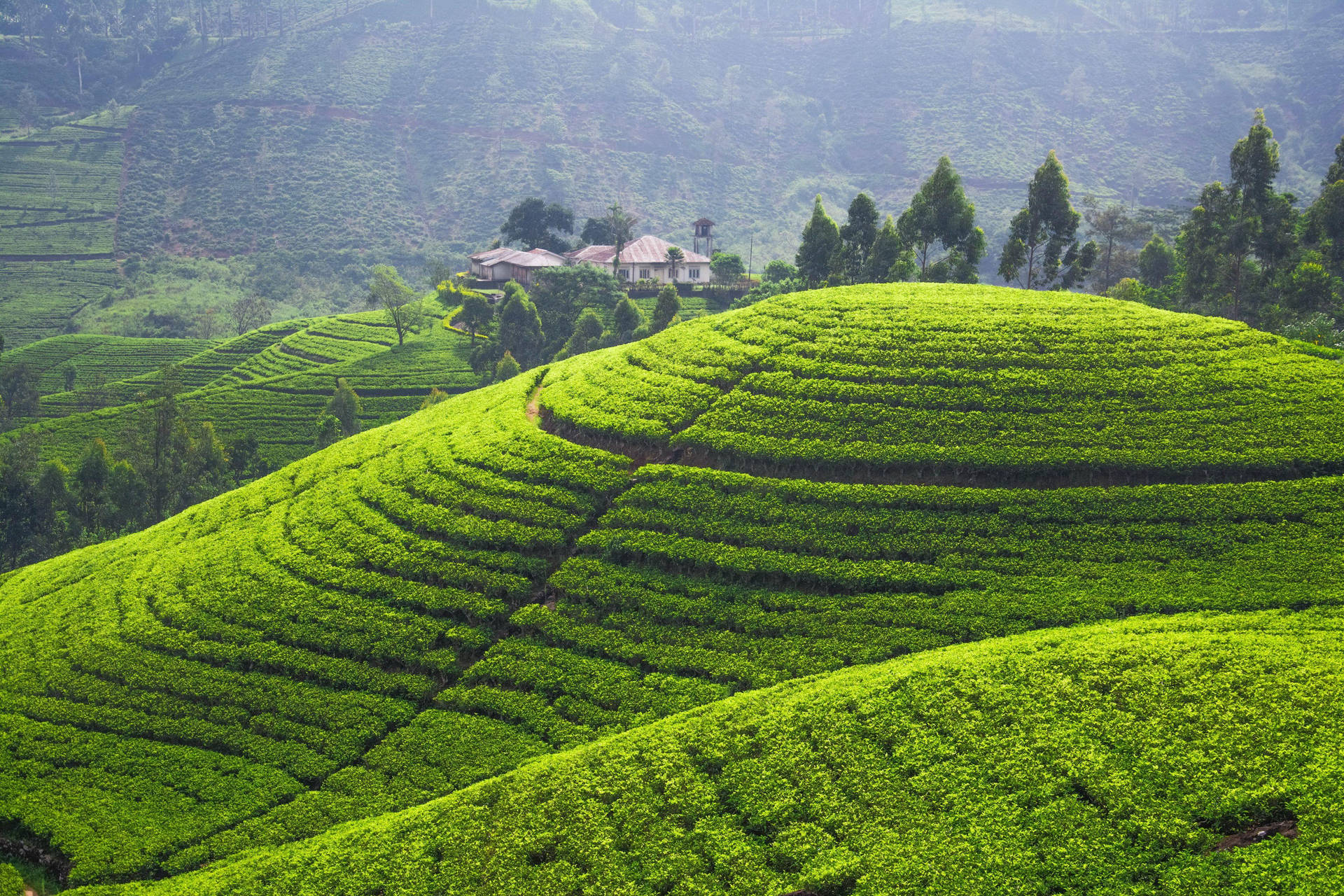 Majestic Views Of Central Highlands Tea Garden Background