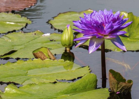 Majestic Water Lily Basking In Sunshine Background