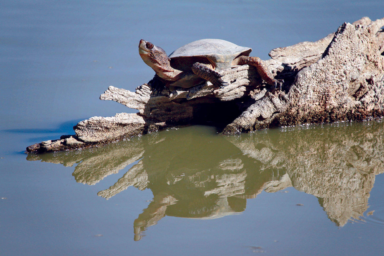 Majestic Water Turtle In Natural Habitat Background