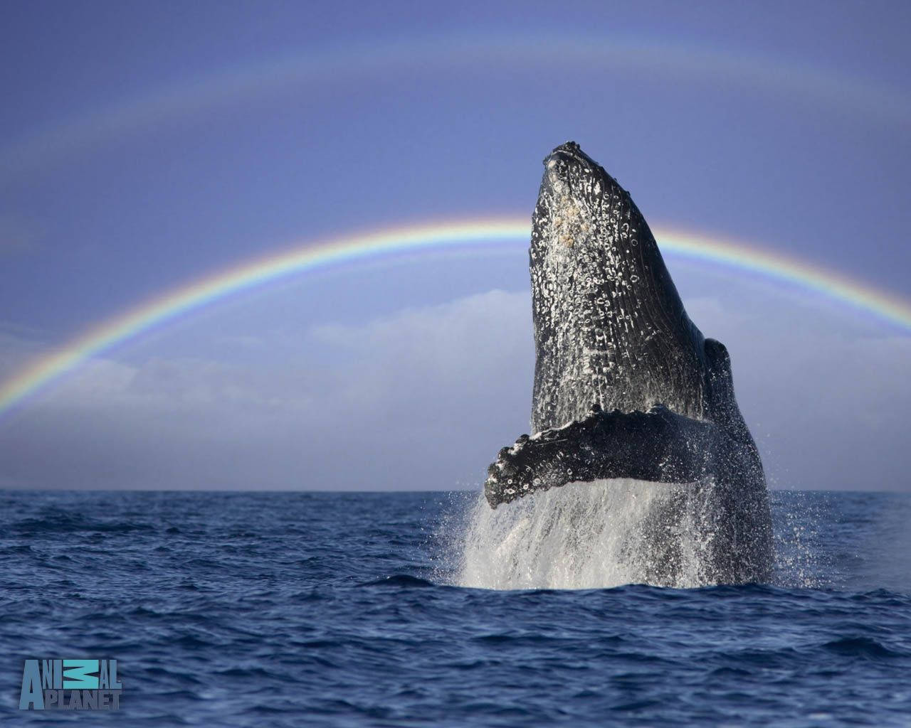 Majestic Whale Breaking The Ocean's Surface Background
