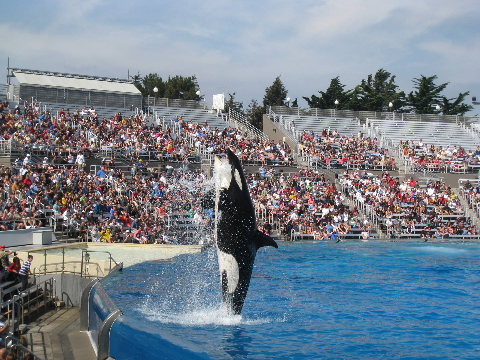 Majestic Whale Encounter Background