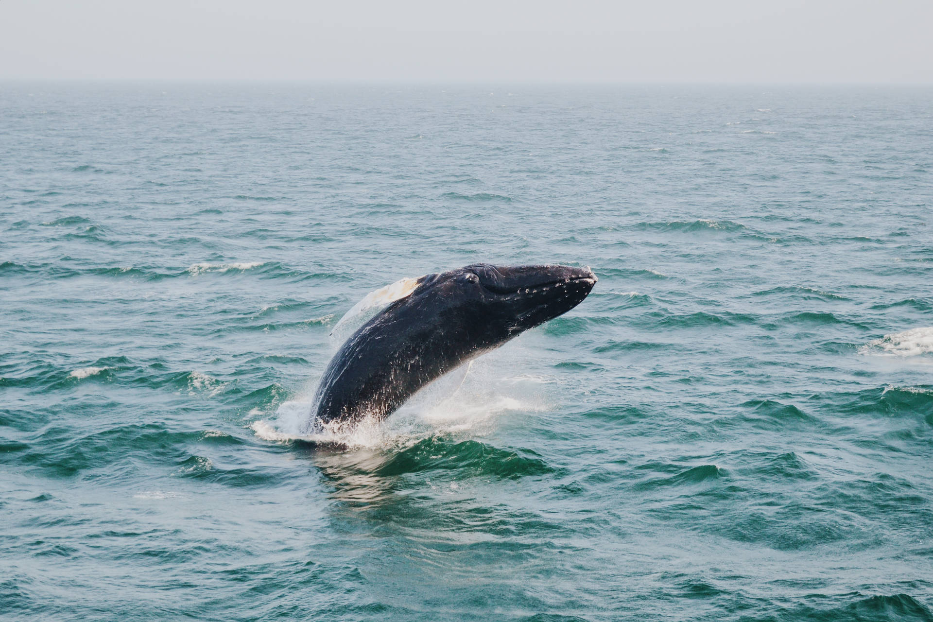 Majestic Whale Gliding Underwater Background