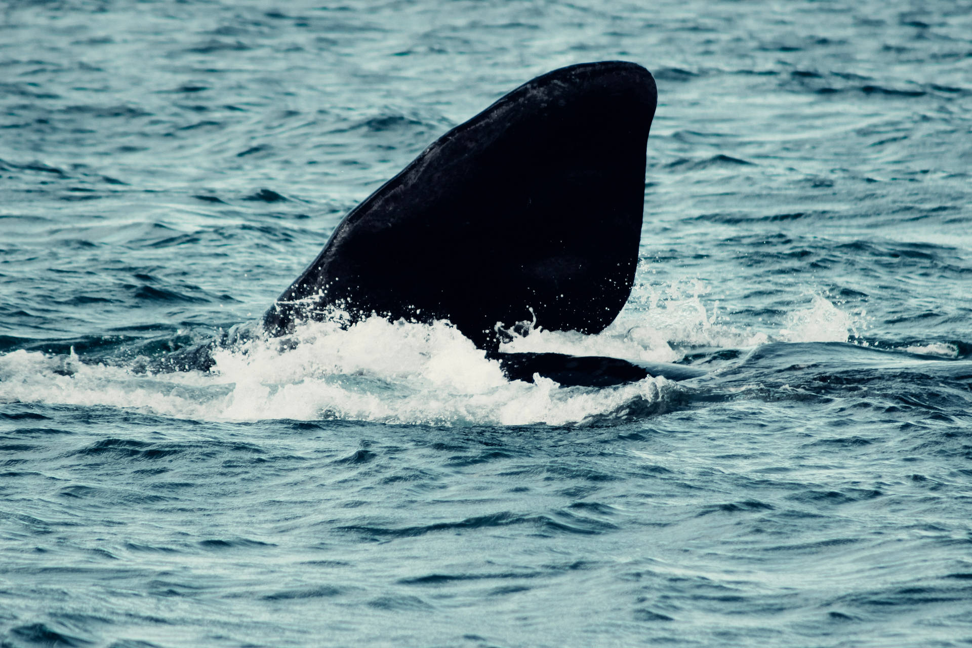 Majestic Whale Gliding Underwater Background