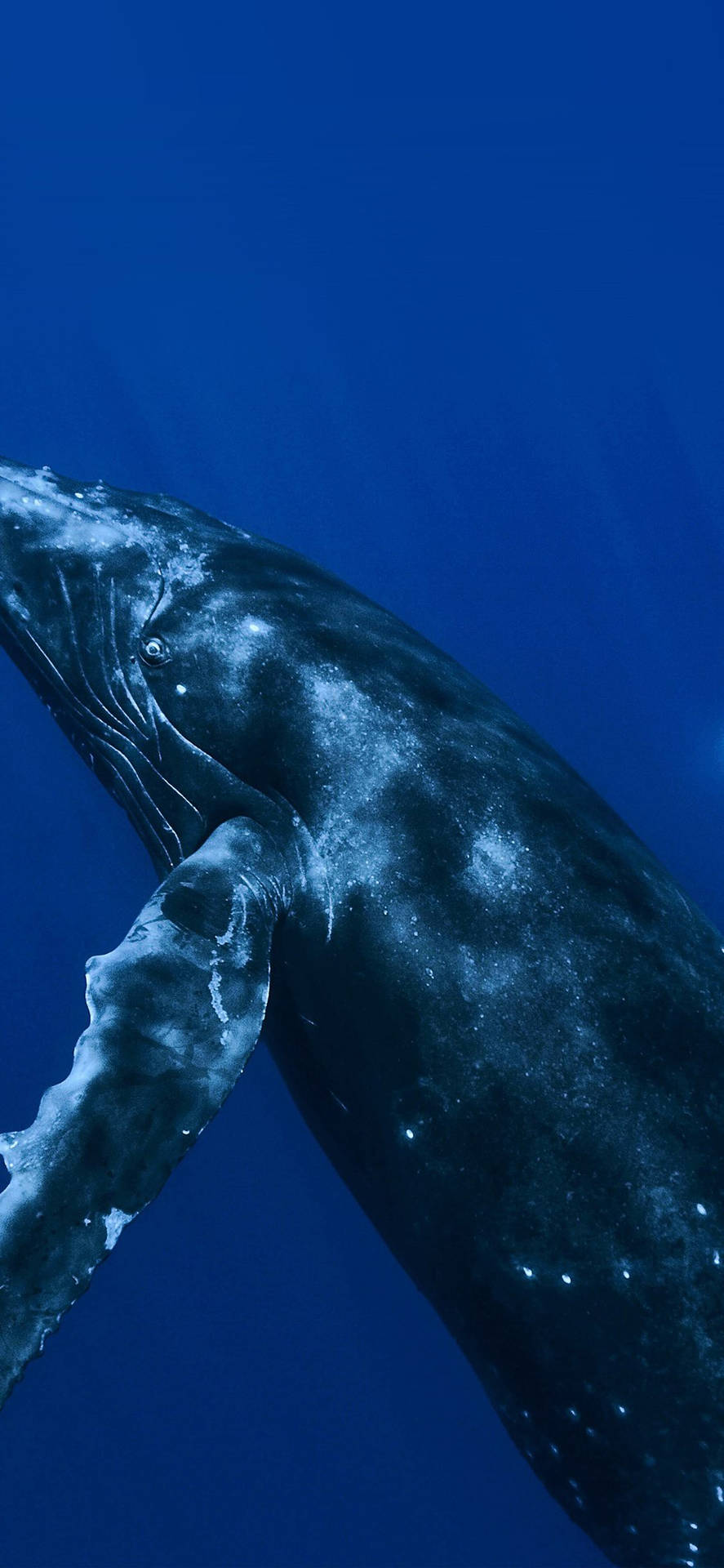 Majestic Whale In The Blue Ocean Background