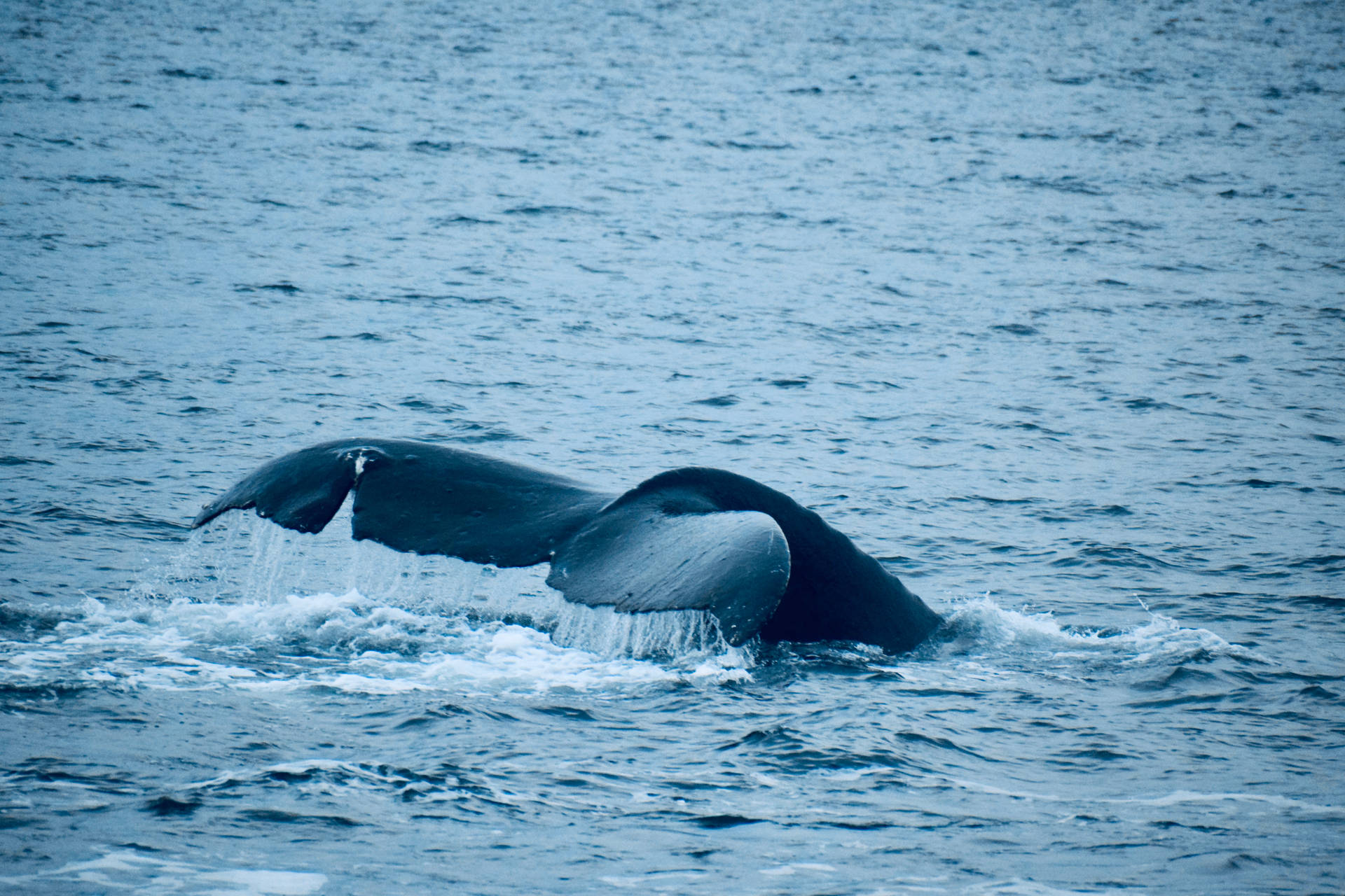 Majestic Whale In The Deep Blue Sea Background