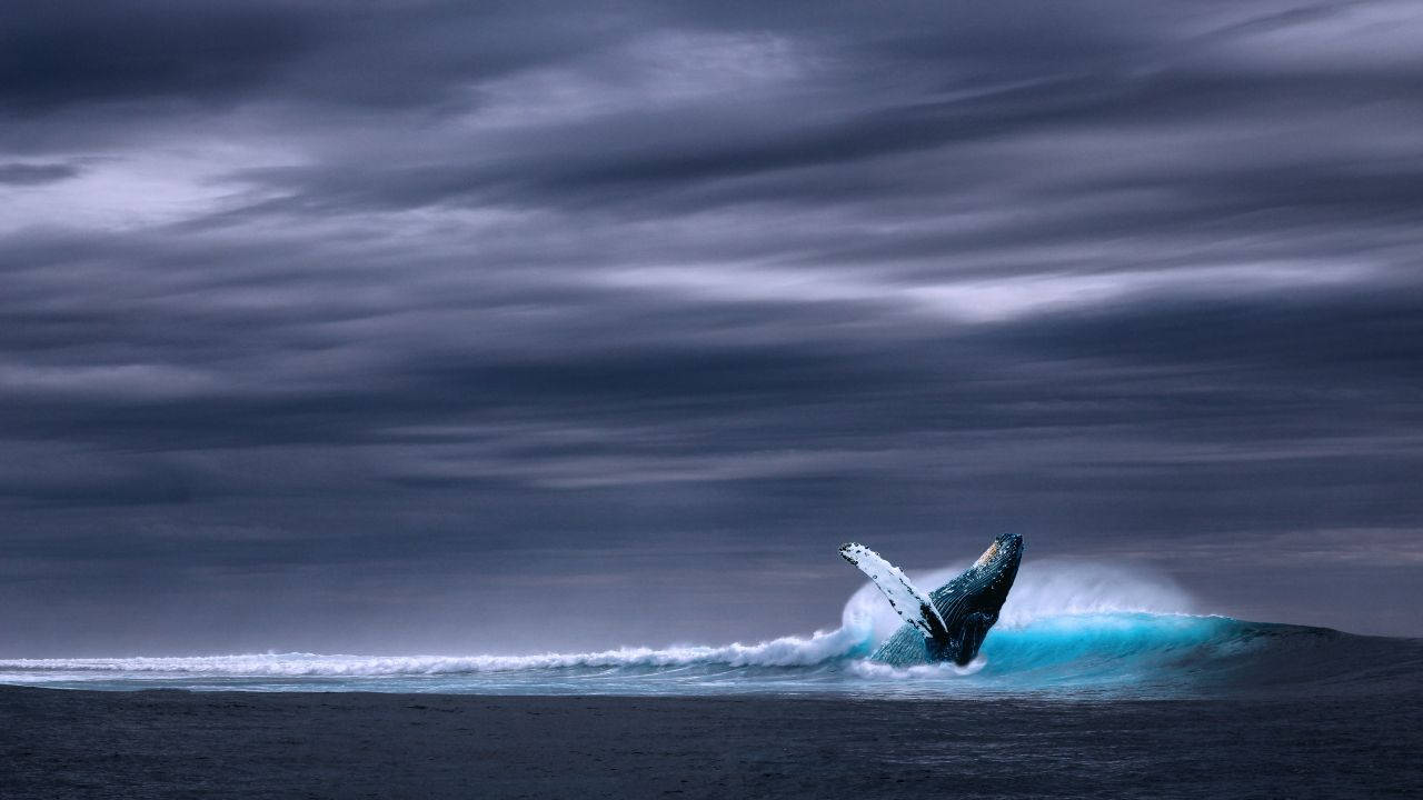 Majestic Whale Leap Background