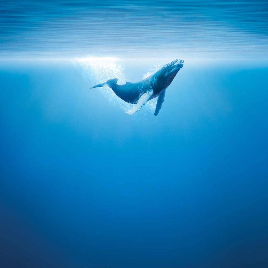 Majestic Whale Swimming In The Deep Blue Ocean Background