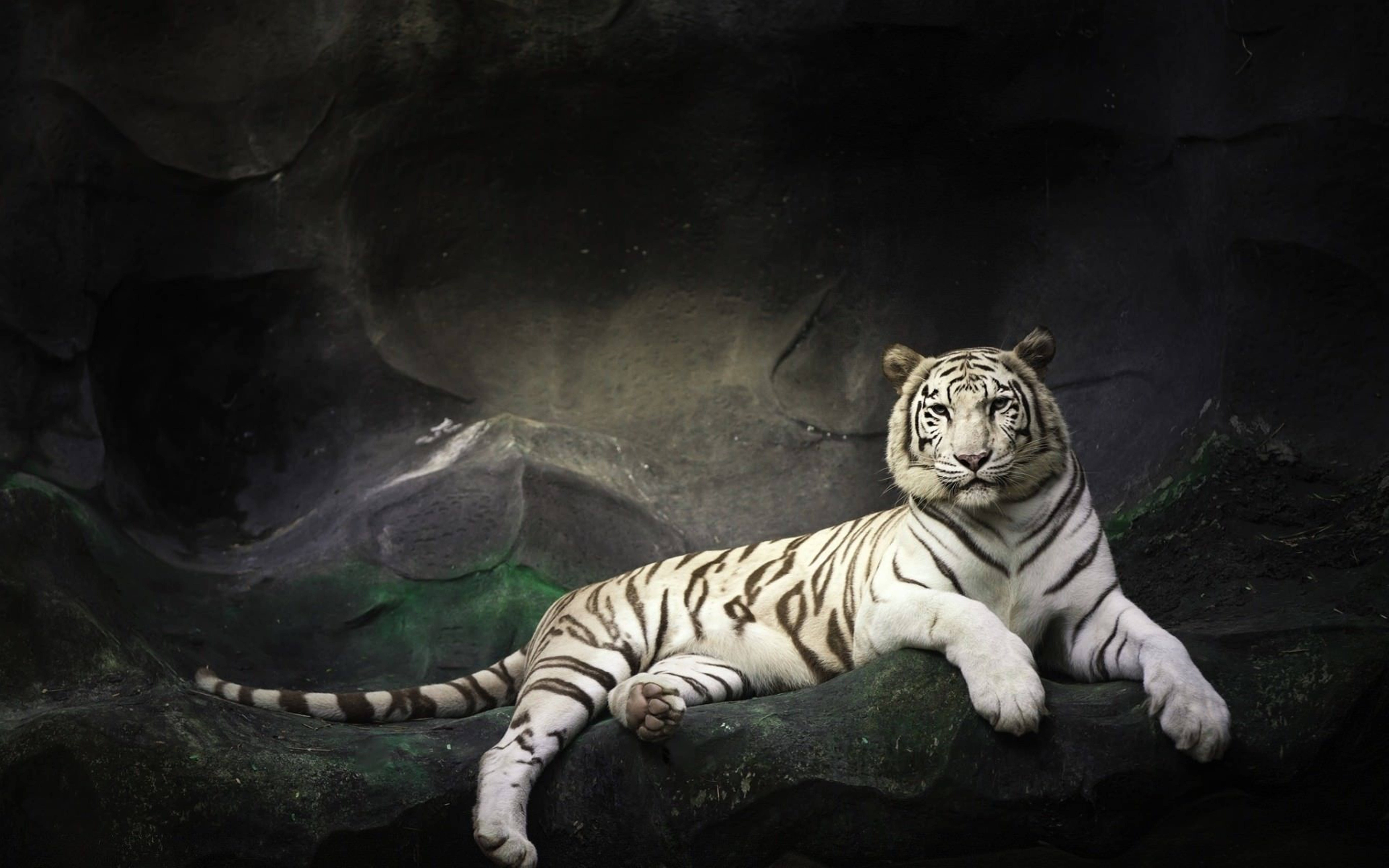 Majestic White 8k Tiger Uhd Background